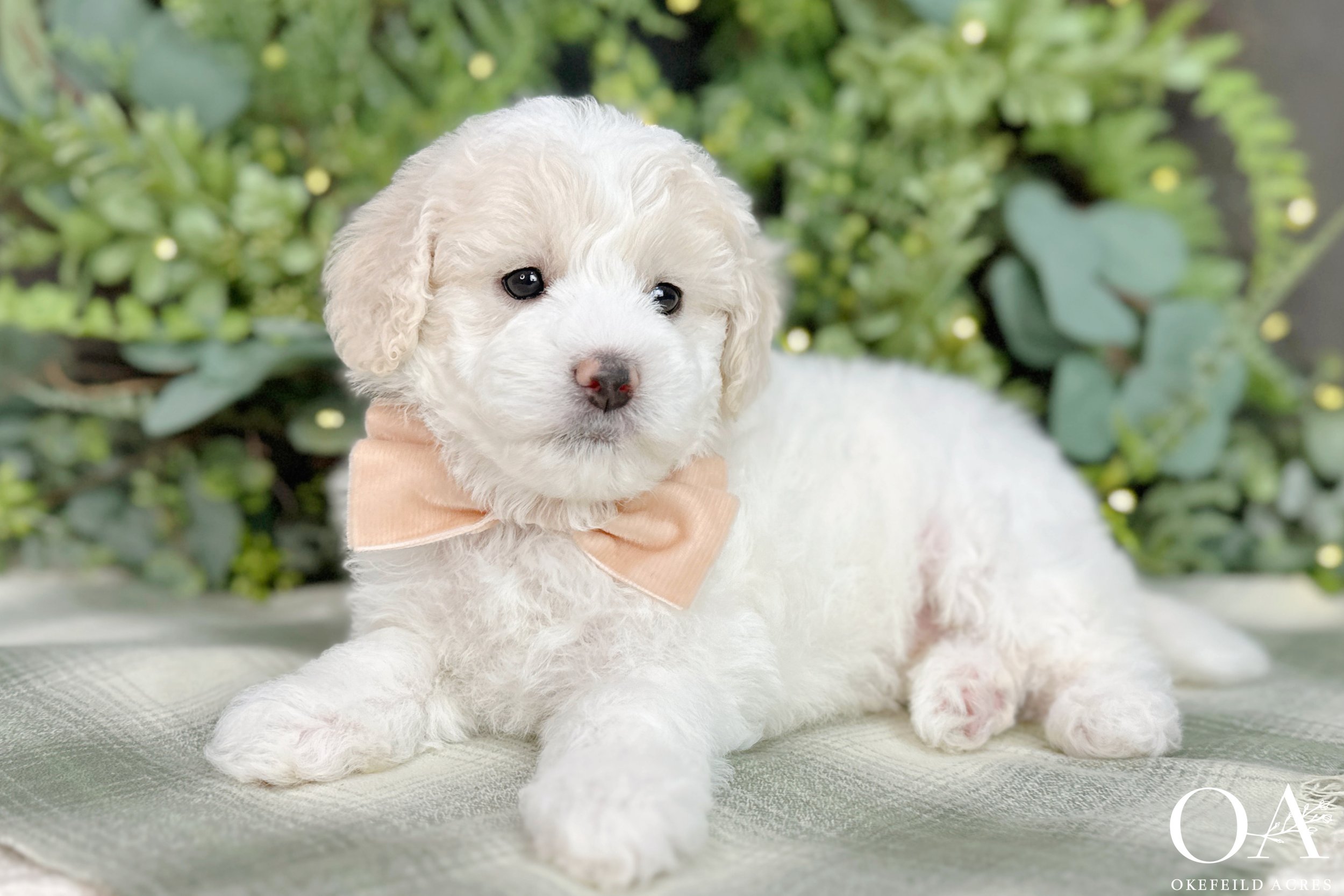 Apricot-White-Parti-Briar-Finn-Okefeild-Acres-F1b-Mini-English-Teddybear-Goldendoodle-Puppies-4.jpg