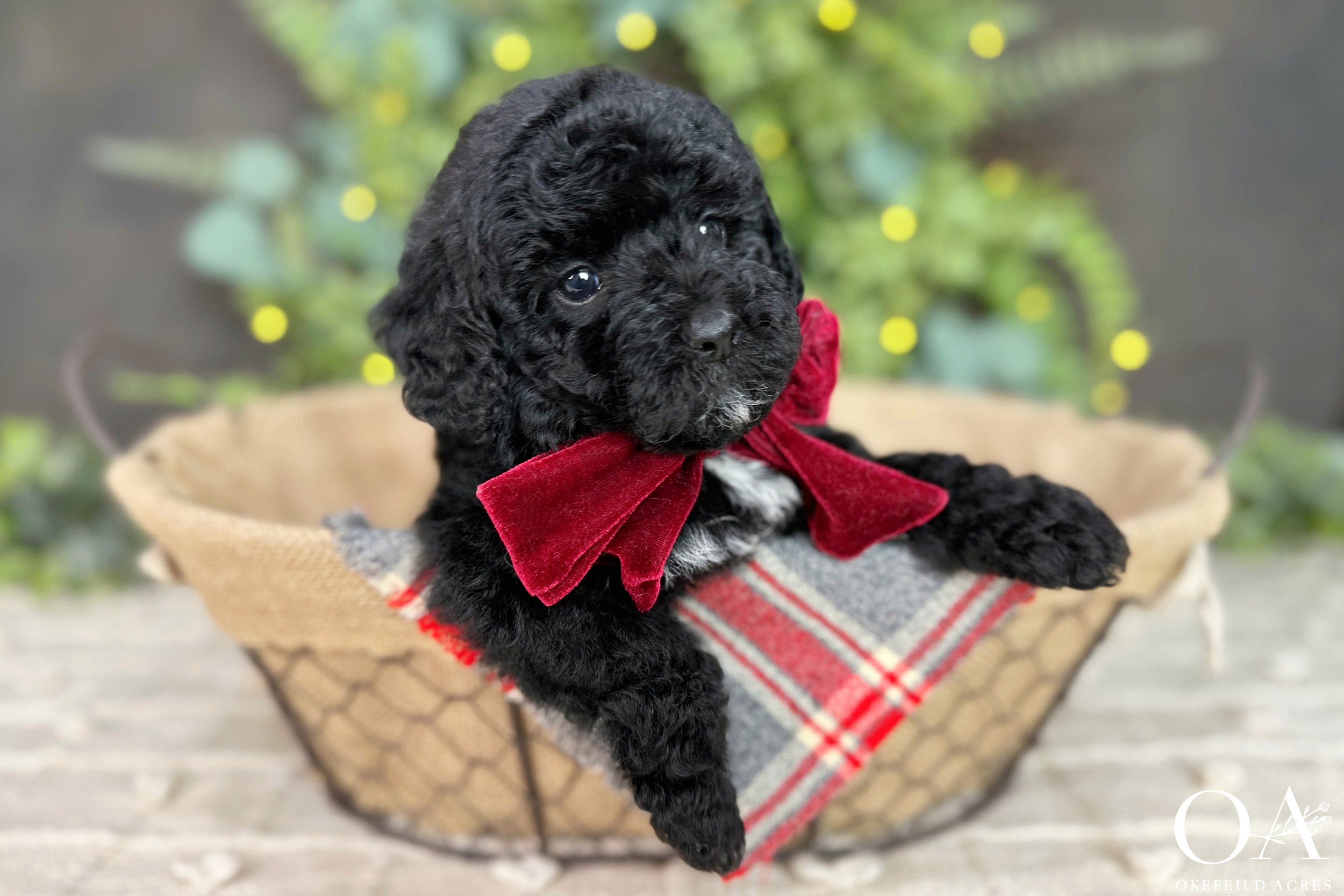 Black-Briar-Finn-Okefeild-Acres-F1b-Mini-English-Teddybear-Goldendoodle-Puppies-5.jpg