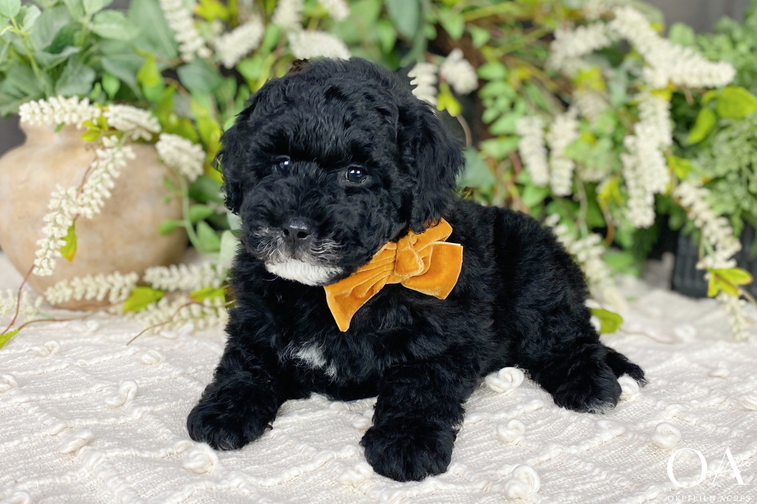 Black-Ellsbeth-Roscoe-Okefeild-Acres-F1b-Mini-English-Teddybear-Goldendoodle-Puppies-1.jpg