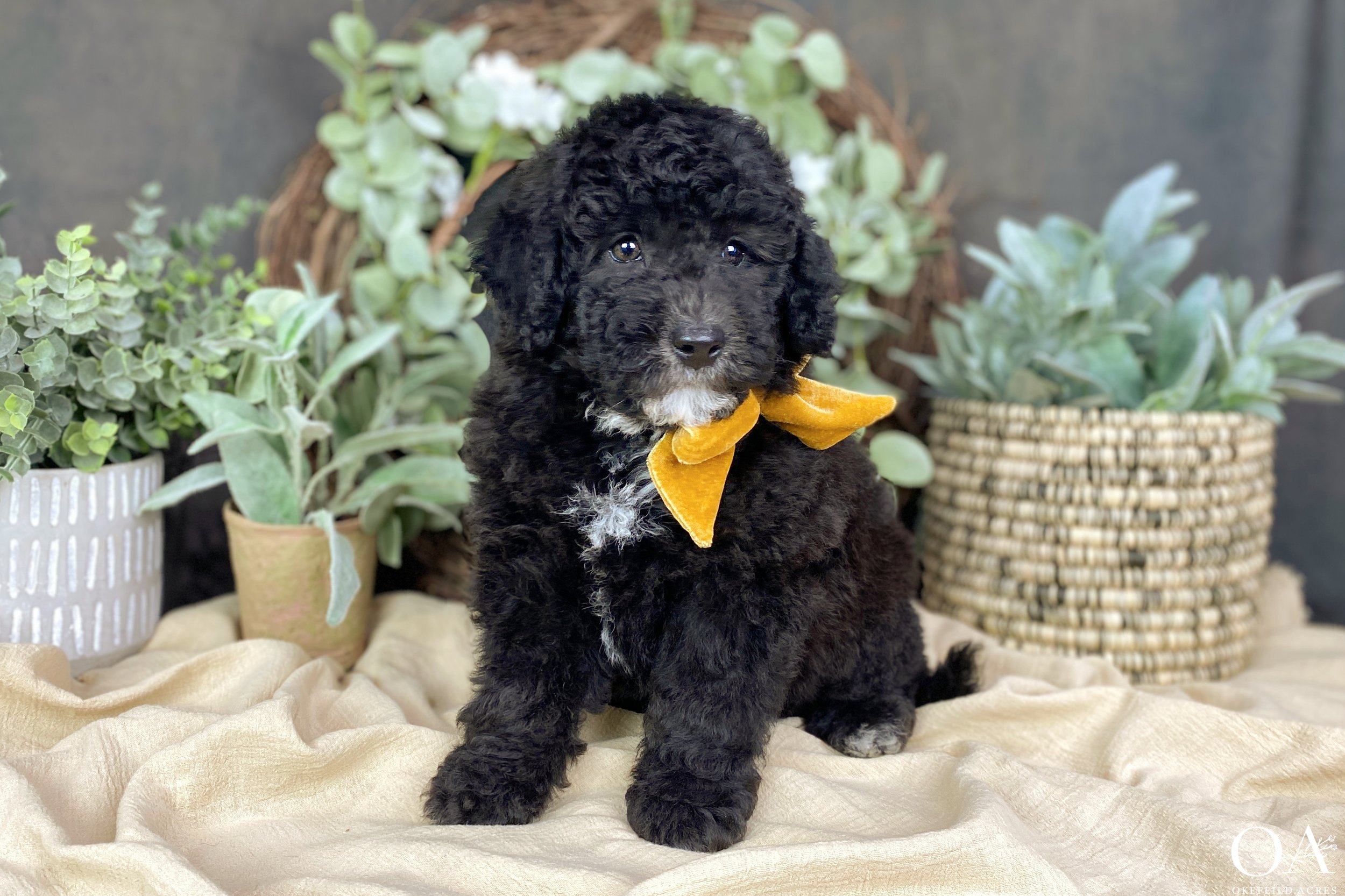 Black-Merle-Missy-Roscoe-Okefeild-Acres-F1b-Mini-English-Teddybear-Goldendoodle-Puppies-2.jpg