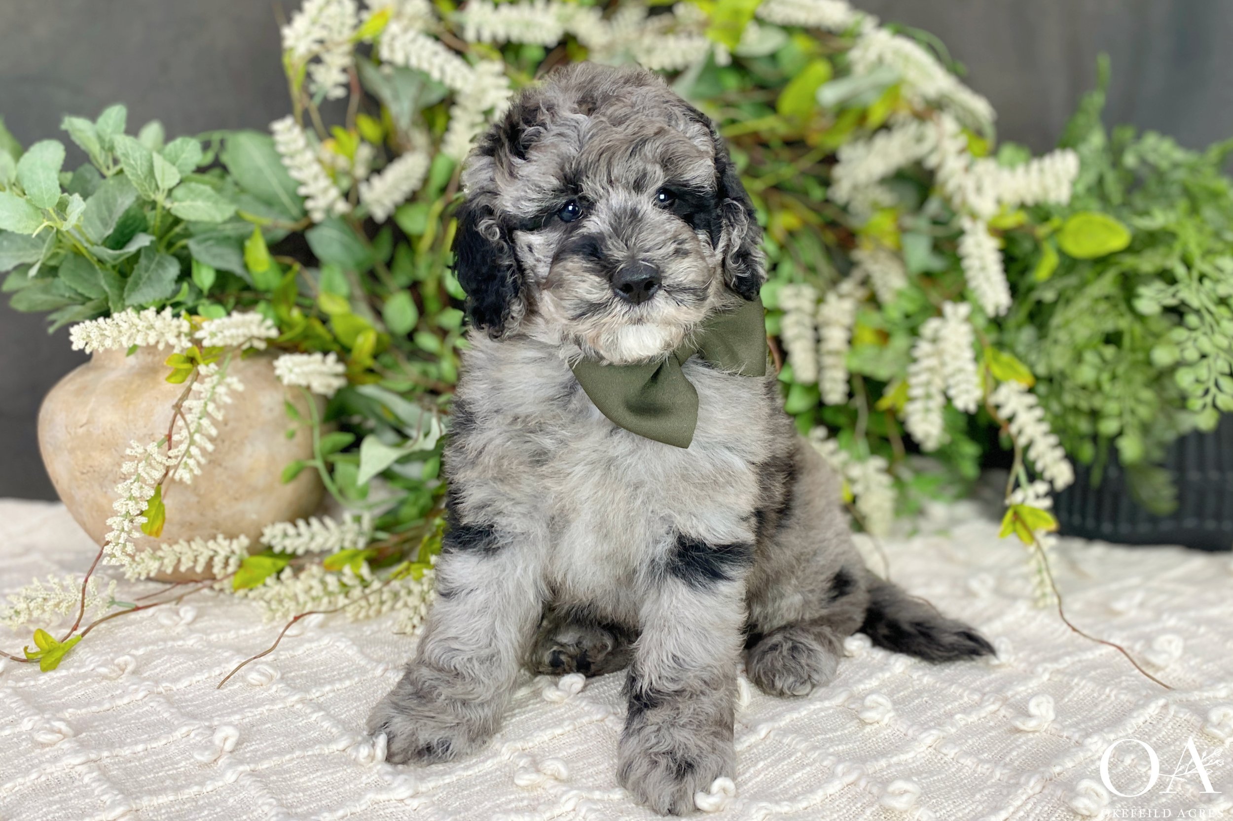 Blue-Merle-Ellsbeth-Roscoe-Okefeild-Acres-F1b-Mini-English-Teddybear-Goldendoodle-Puppies-15.jpg