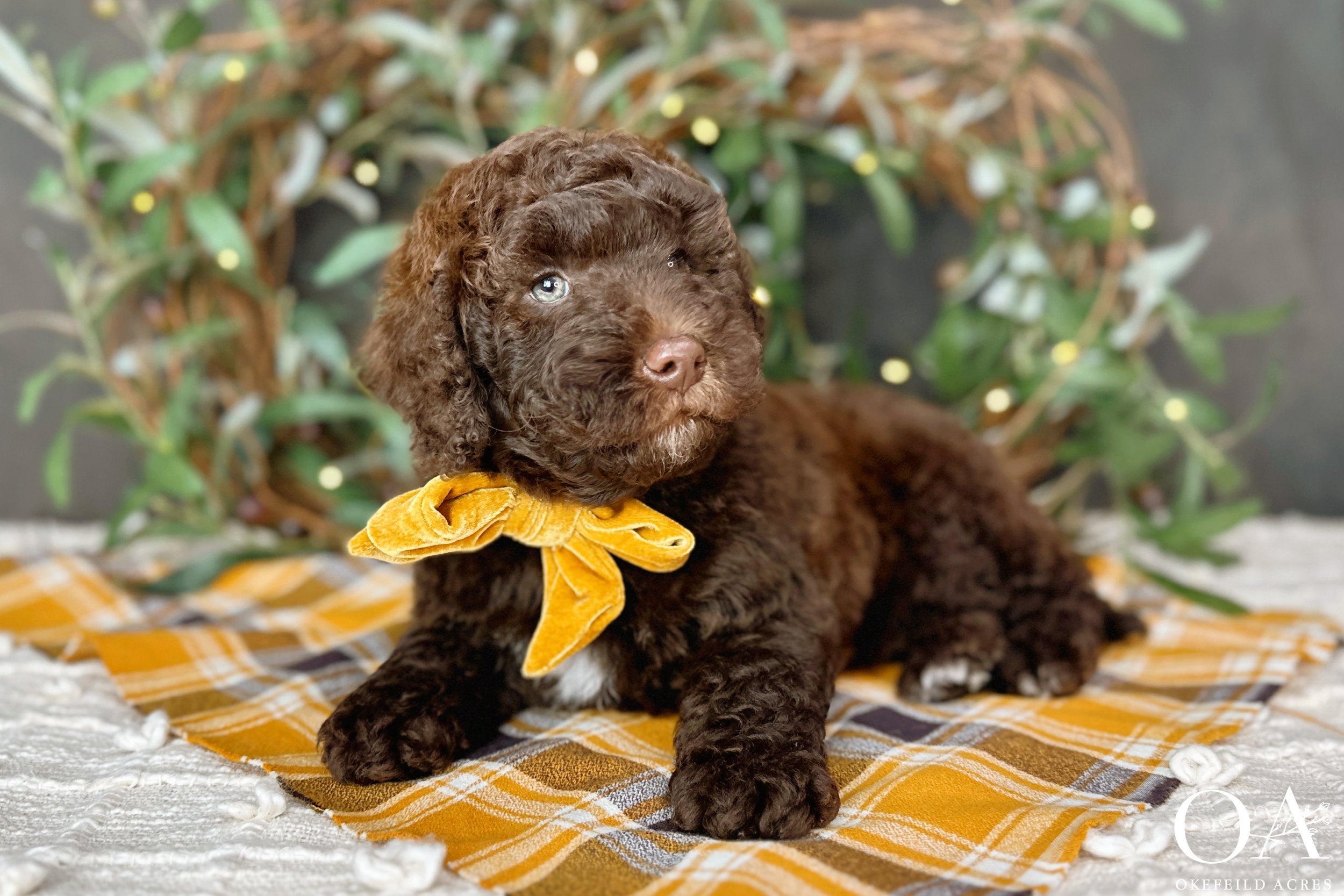 Brown-Gillian-Okefeild-Acres-Mini-English-Teddybear-Goldendoodle-Puppies-3.jpg