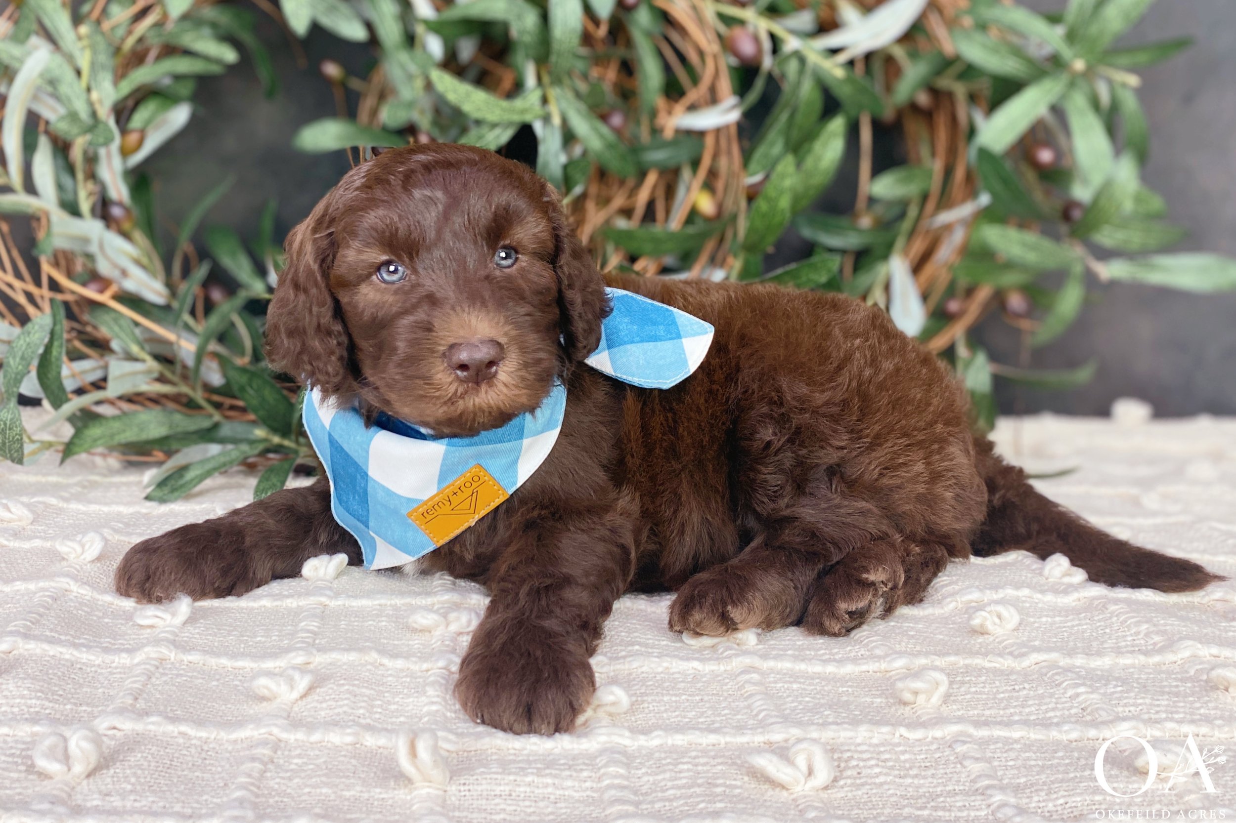 Cafe-au-Lait-Dolce-Finn-Okefeild-Acres-F1b-Mini-English-Teddybear-Goldendoodle-Puppies-7.jpg