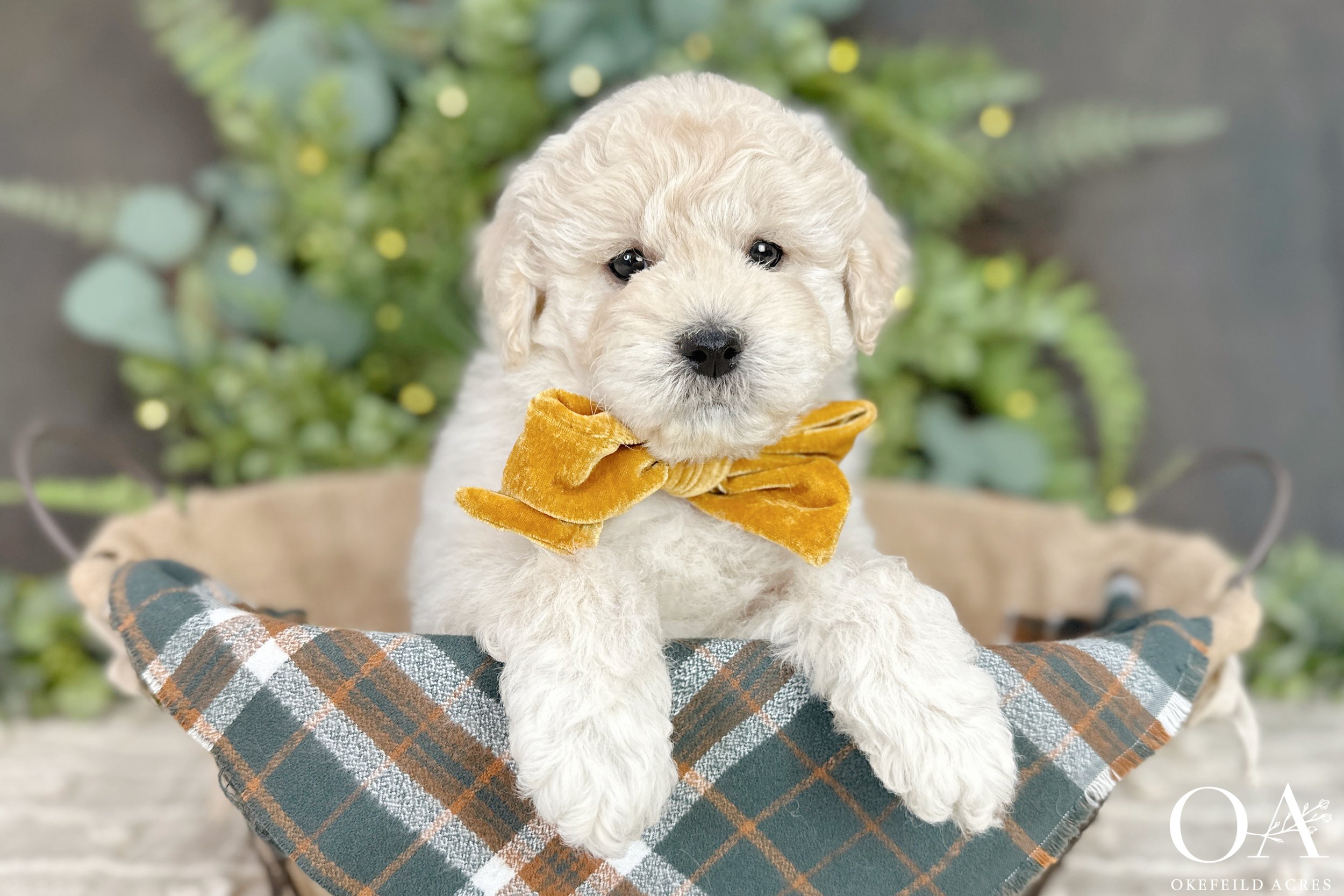 Cream-Briar-Finn-Okefeild-Acres-F1b-Mini-English-Teddybear-Goldendoodle-Puppies-6.jpg