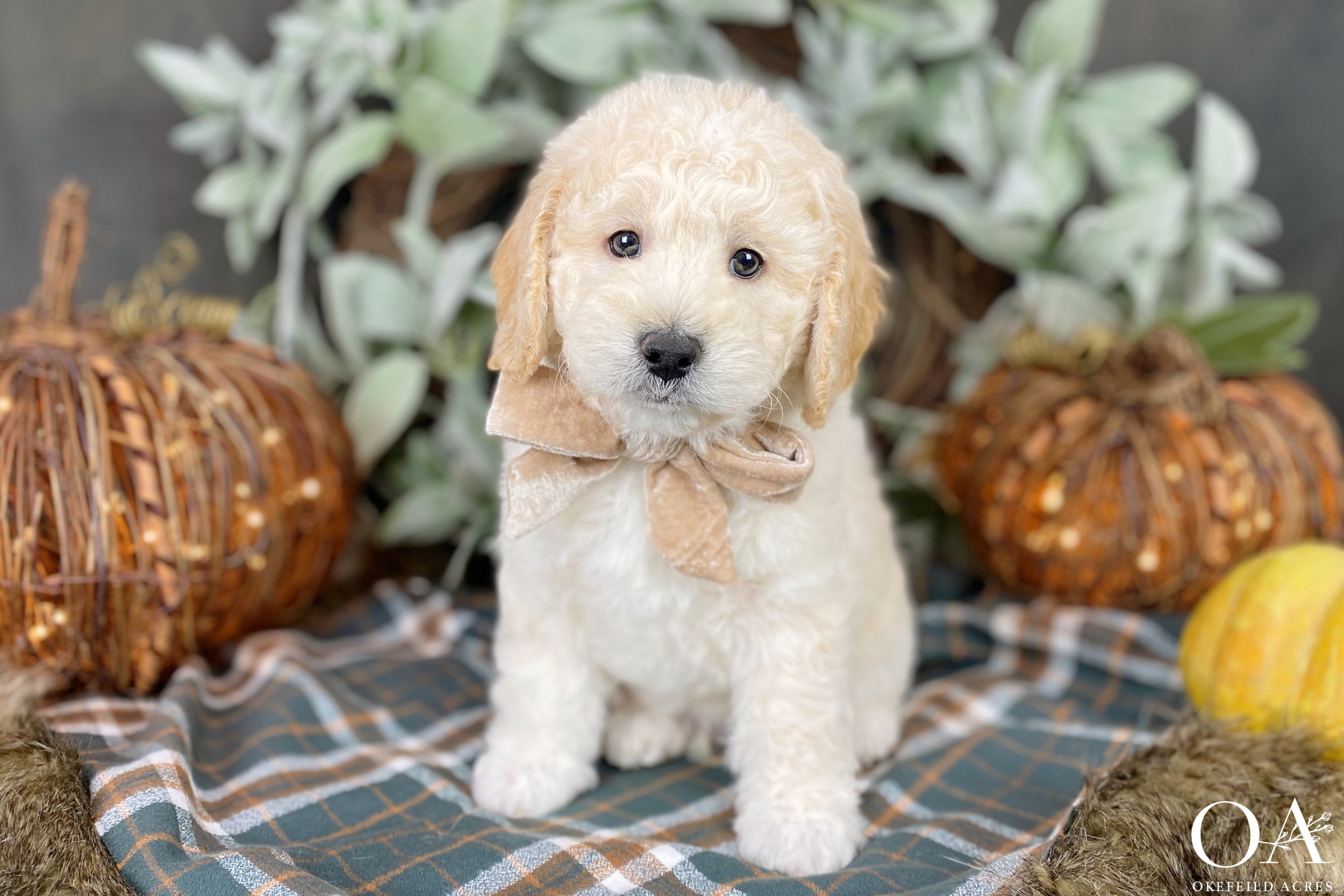 Cream-Nala-Okefeild-Acres-F1b-Mini-English-Teddybear-Goldendoodle-Puppies-16.jpg