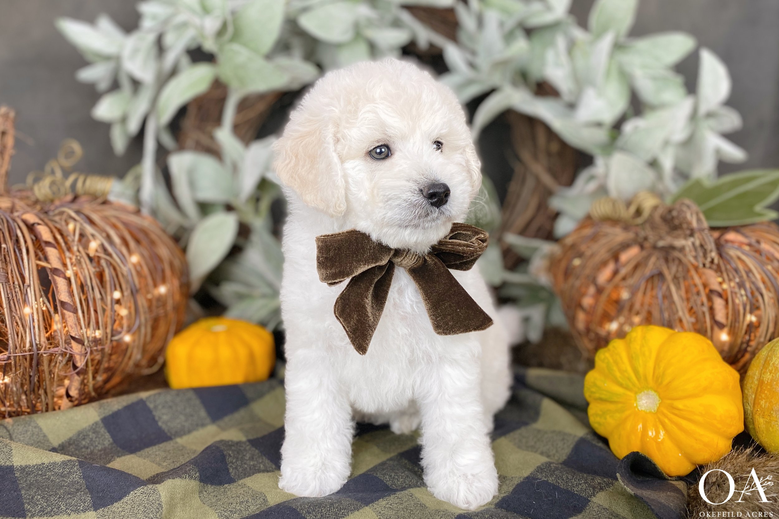 Cream-Nala-Okefeild-Acres-F1b-Mini-English-Teddybear-Goldendoodle-Puppies-18.jpg