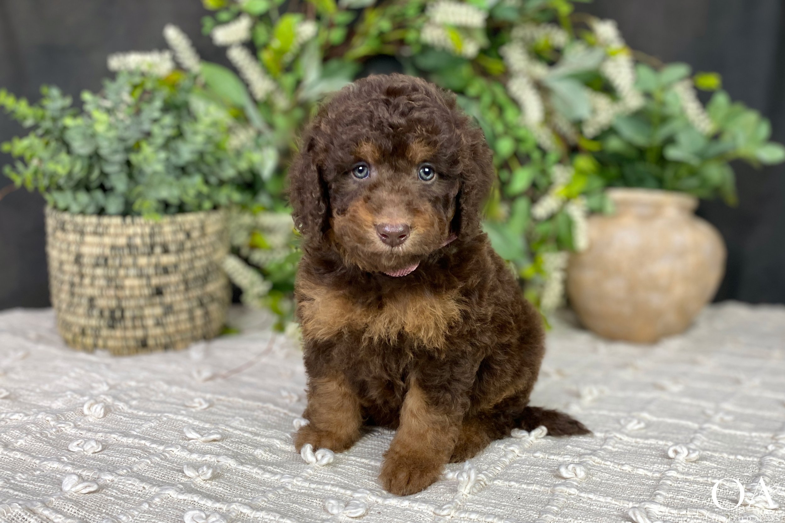 Brown-Phantom-Okefeild-Acres-English-Teddybear-Goldendoodle-Puppies.jpg