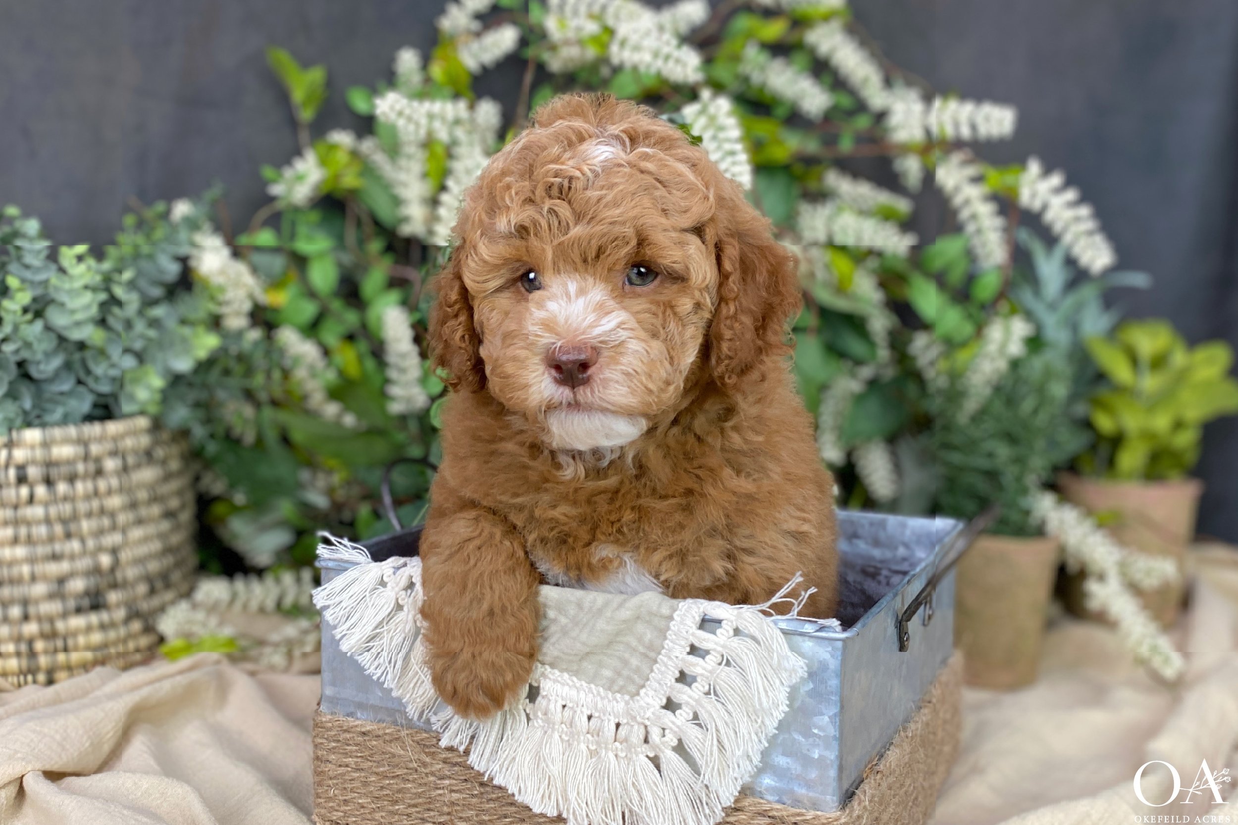 Red-Ellsbeth-Roscoe-Okefeild-Acres-F1b-Mini-English-Teddybear-Goldendoodle-Puppies-2.jpg