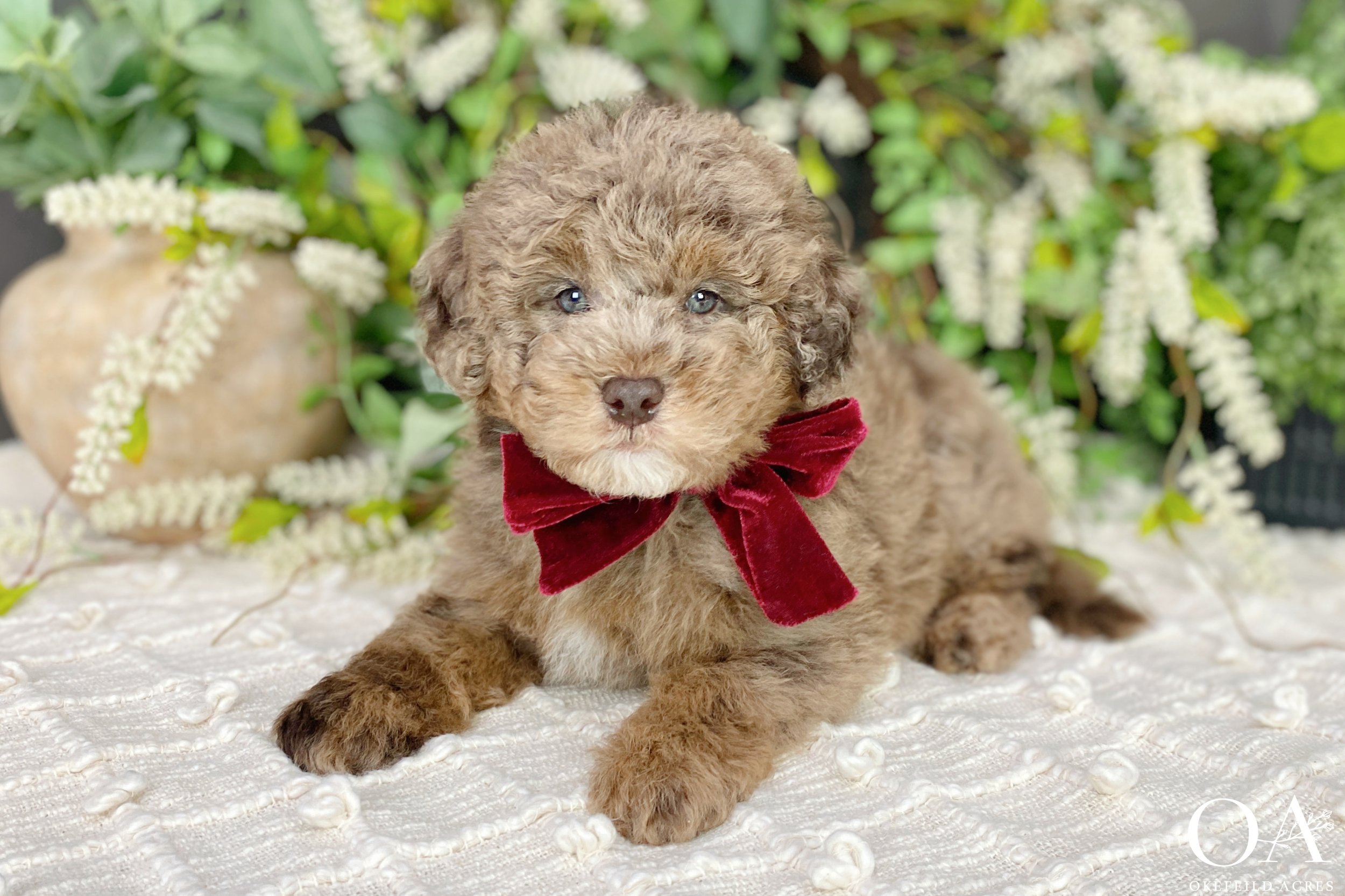 Red-Merle-Ellsbeth-Roscoe-Okefeild-Acres-F1b-Mini-English-Teddybear-Goldendoodle-Puppies-1.jpg