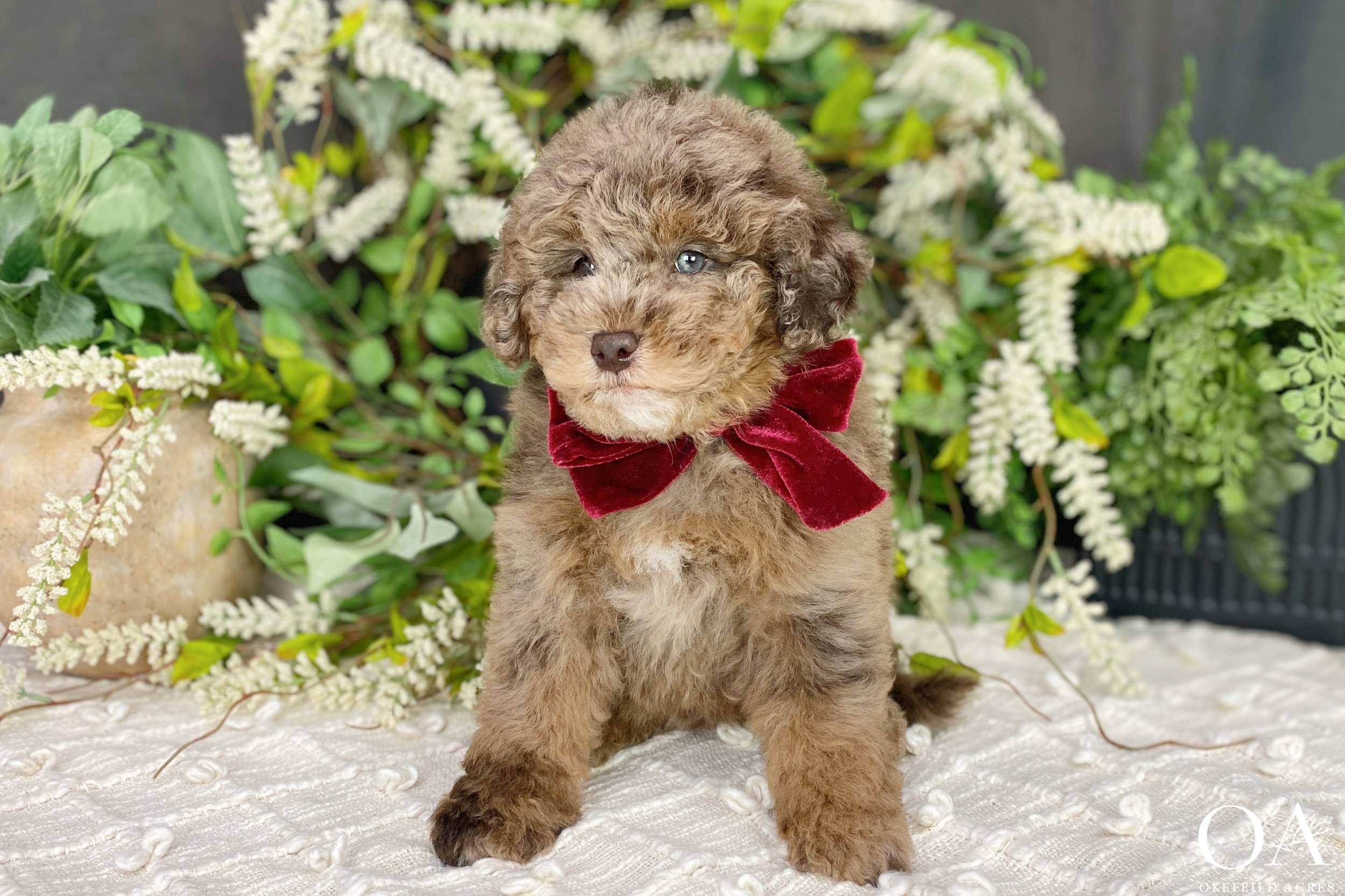 Red-Merle-Ellsbeth-Roscoe-Okefeild-Acres-F1b-Mini-English-Teddybear-Goldendoodle-Puppies-2.jpg