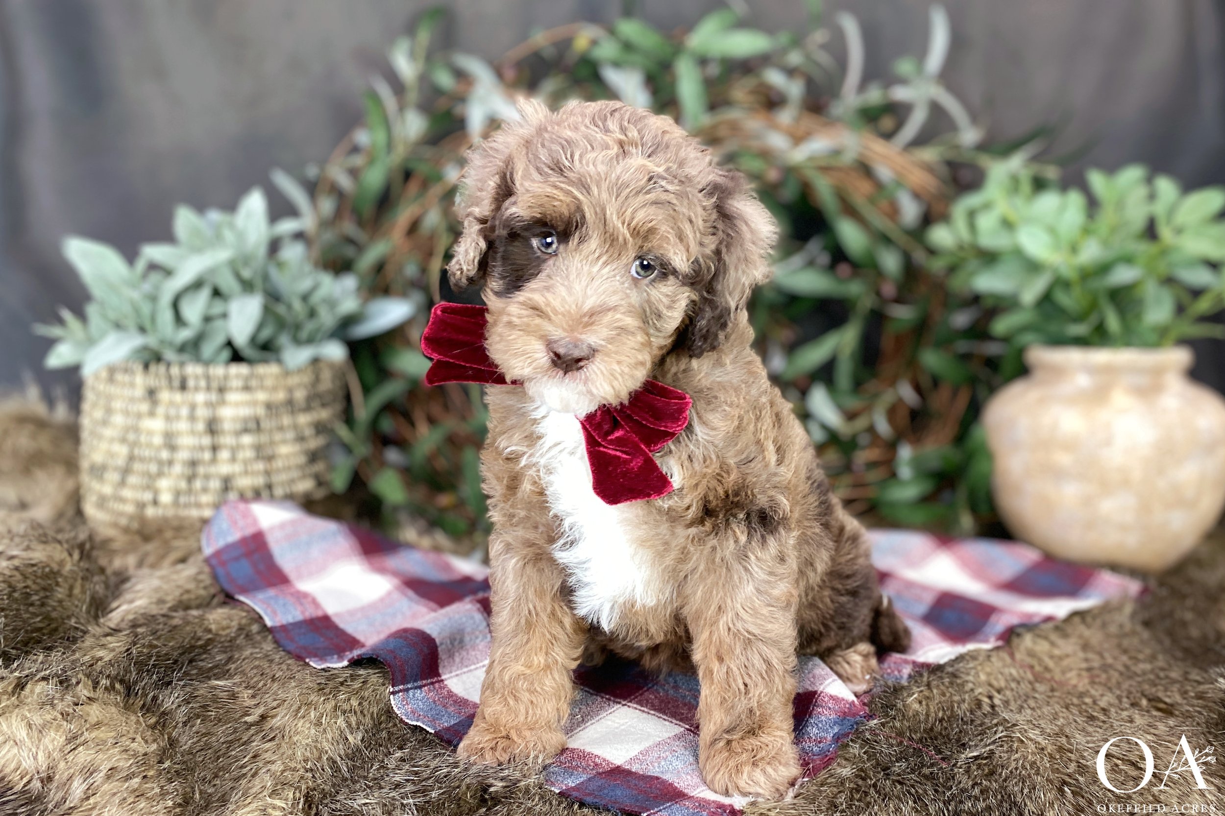 Red-Merle-Gillian-Okefeild-Acres-Mini-English-Teddybear-Goldendoodle-Puppies-1.jpg