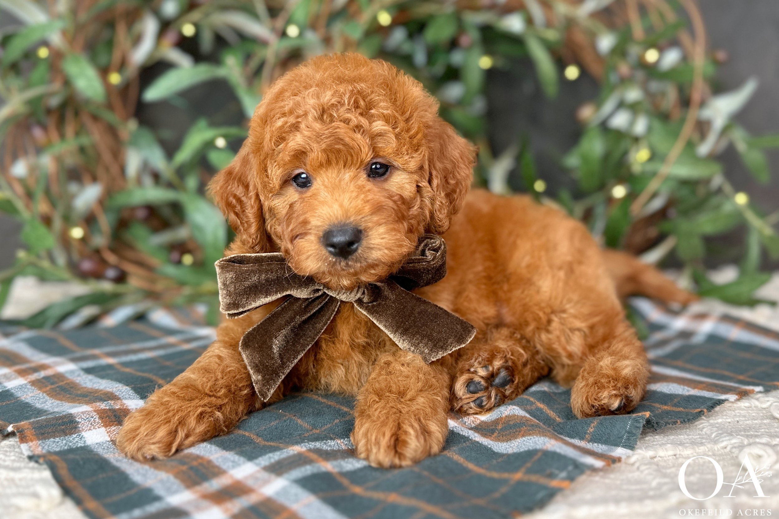 Red-Oaklely-Gucci-Okefeild-Acres-F1b-Mini-English-Teddybear-Goldendoodle-Puppies-1.jpg