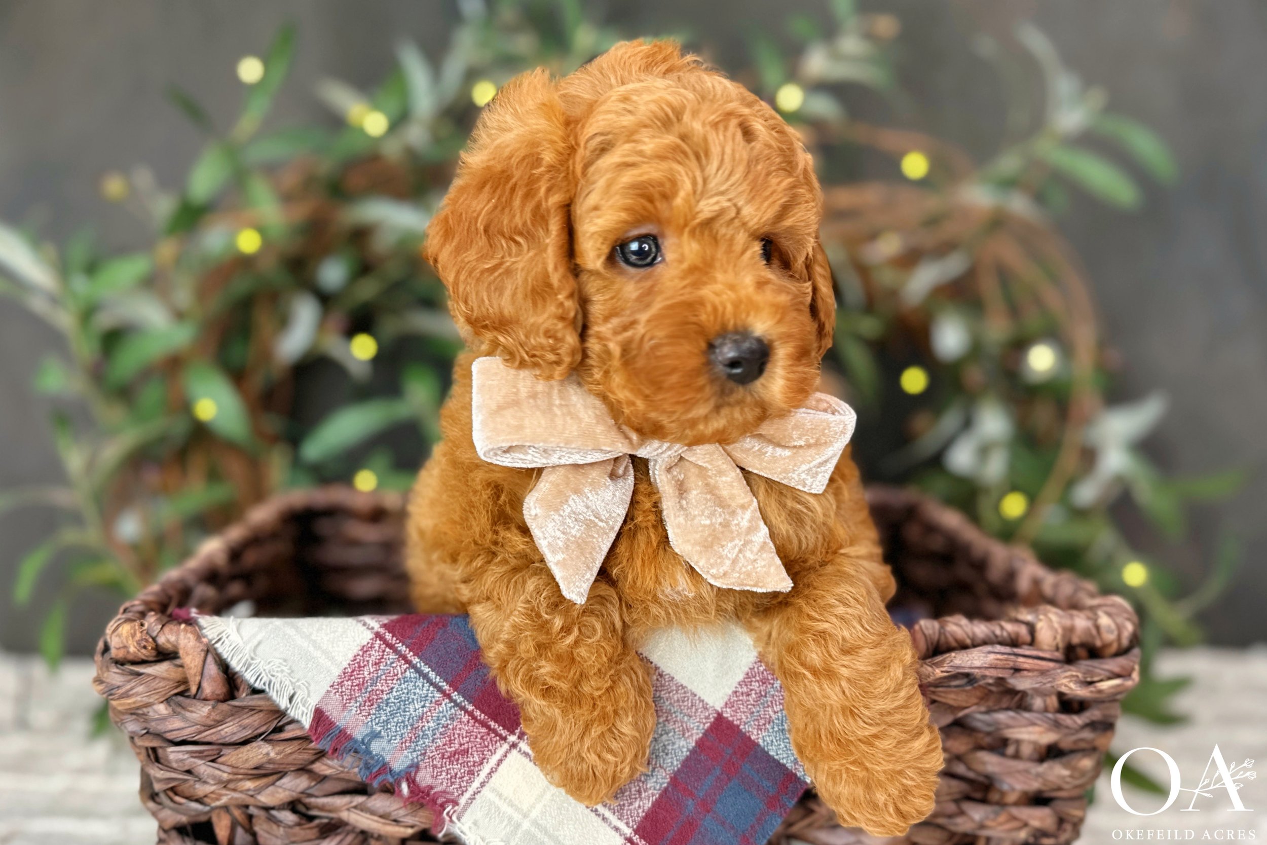 Red-Oaklely-Gucci-Okefeild-Acres-F1b-Mini-English-Teddybear-Goldendoodle-Puppies-5.jpg