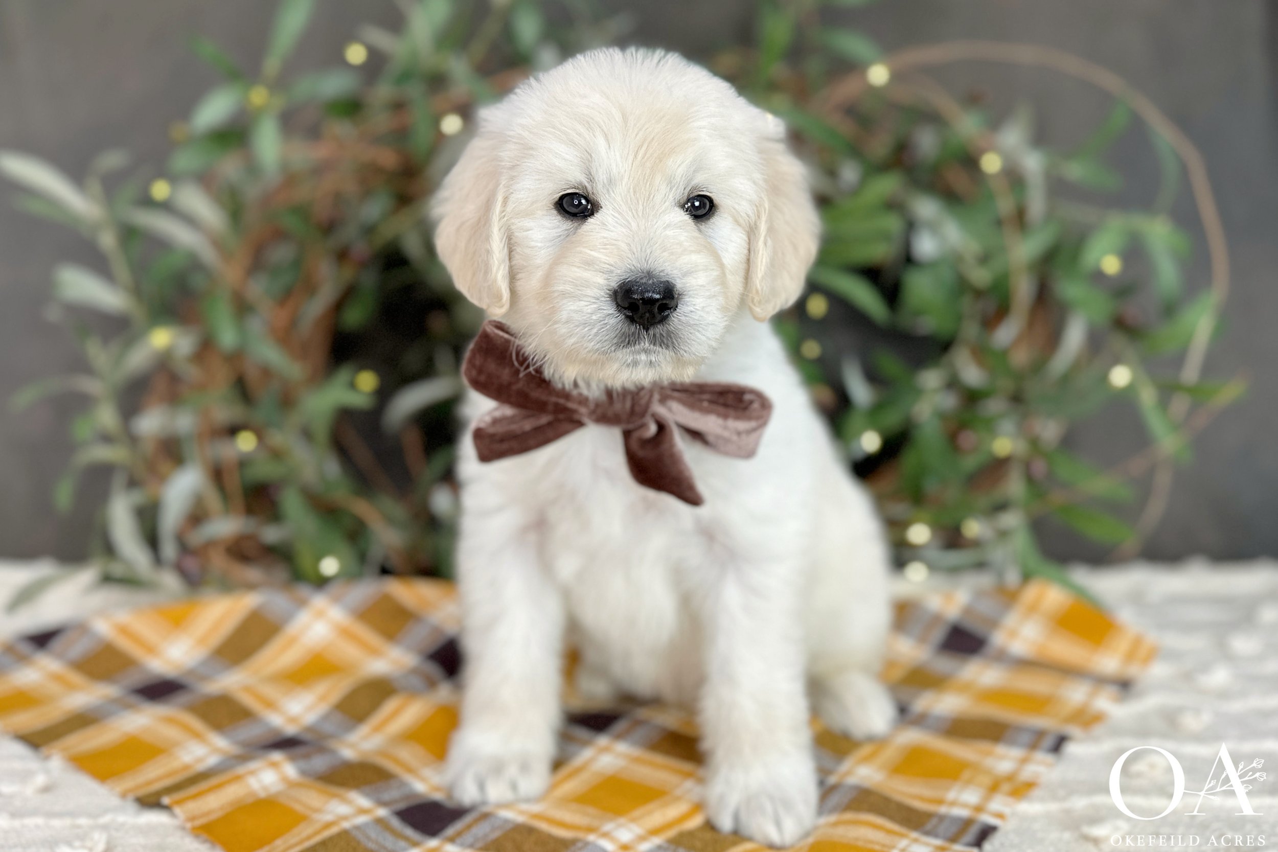 Cream-Kateryna-Lincoln-Okefeild-Acres-F1-Standard-English-Teddybear-Goldendoodle-2.jpg