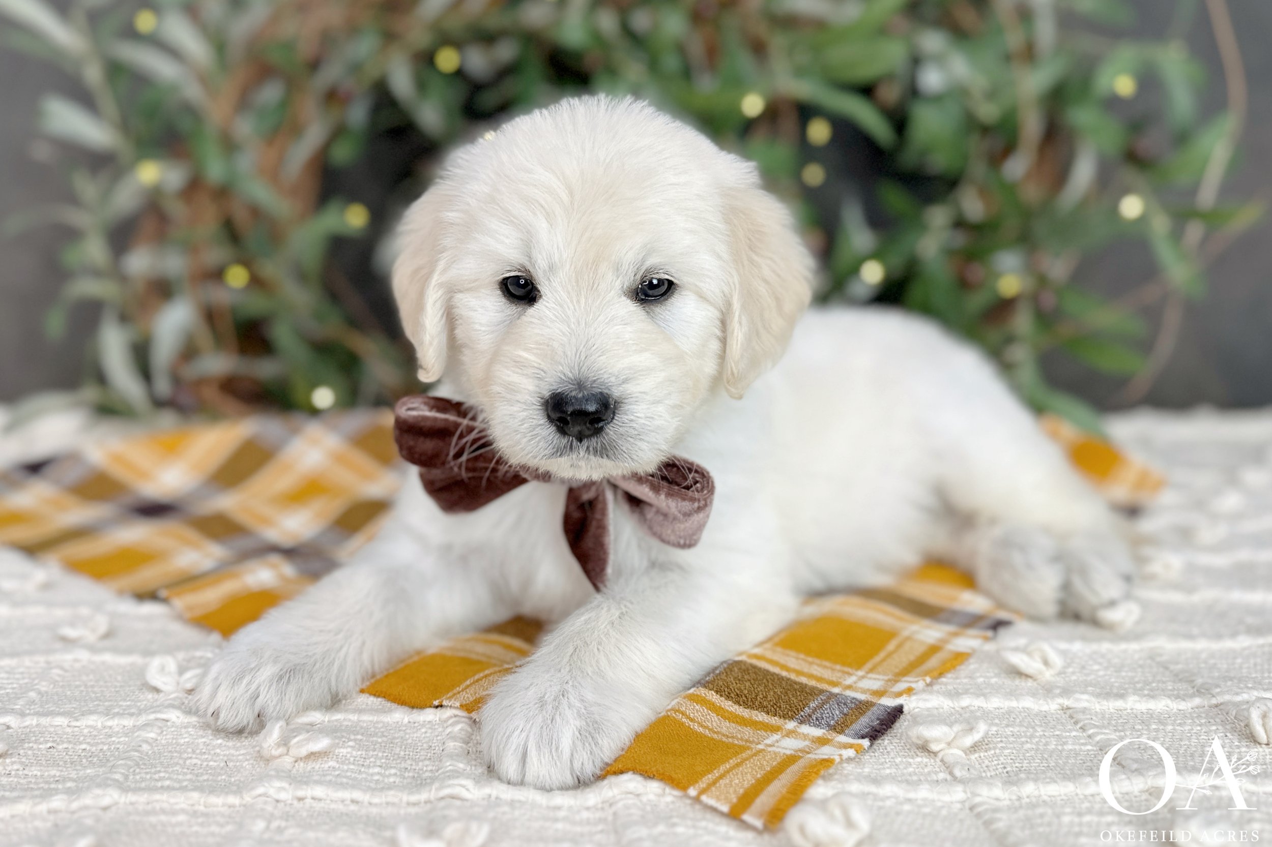 Cream-Kateryna-Lincoln-Okefeild-Acres-F1-Standard-English-Teddybear-Goldendoodle-1.jpg