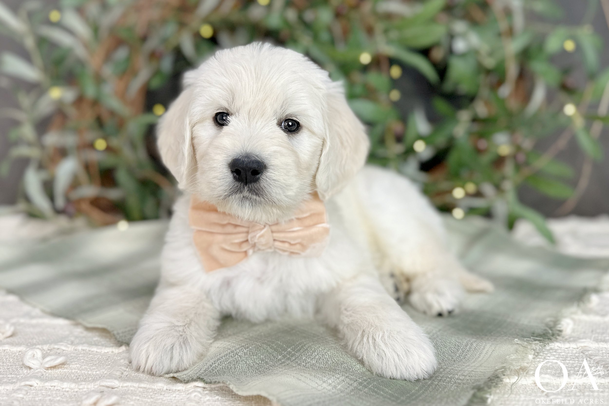 Cream-Kateryna-Lincoln-Okefeild-Acres-F1-Standard-English-Teddybear-Goldendoodle-4.jpg