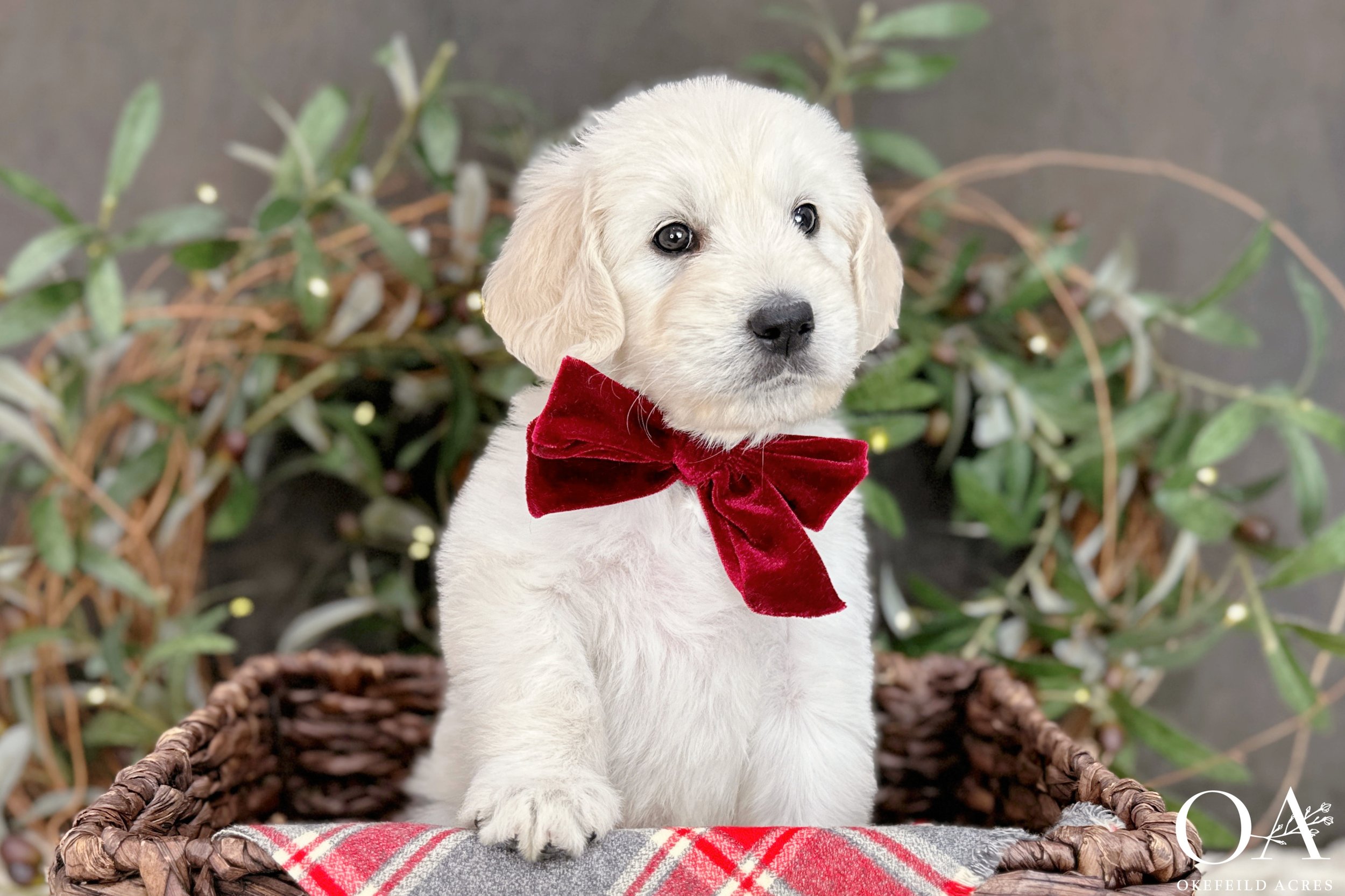 Cream-Kateryna-Lincoln-Okefeild-Acres-F1-Standard-English-Teddybear-Goldendoodle-9.jpg