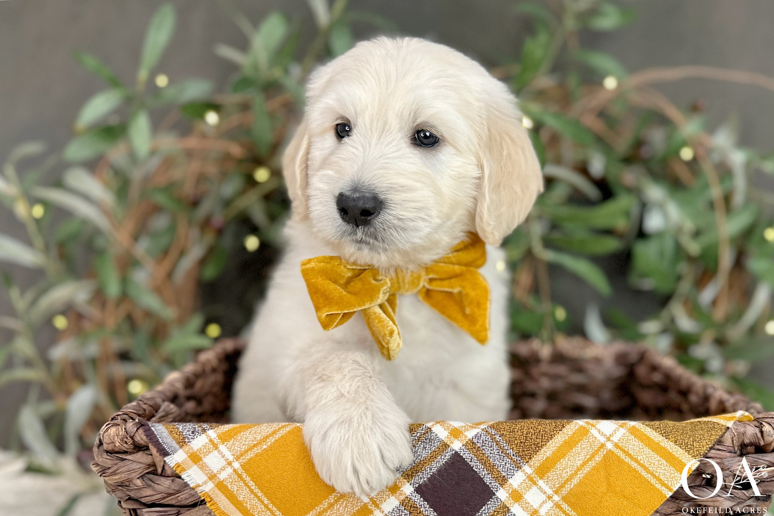 Cream-Kateryna-Lincoln-Okefeild-Acres-F1-Standard-English-Teddybear-Goldendoodle-10.jpg