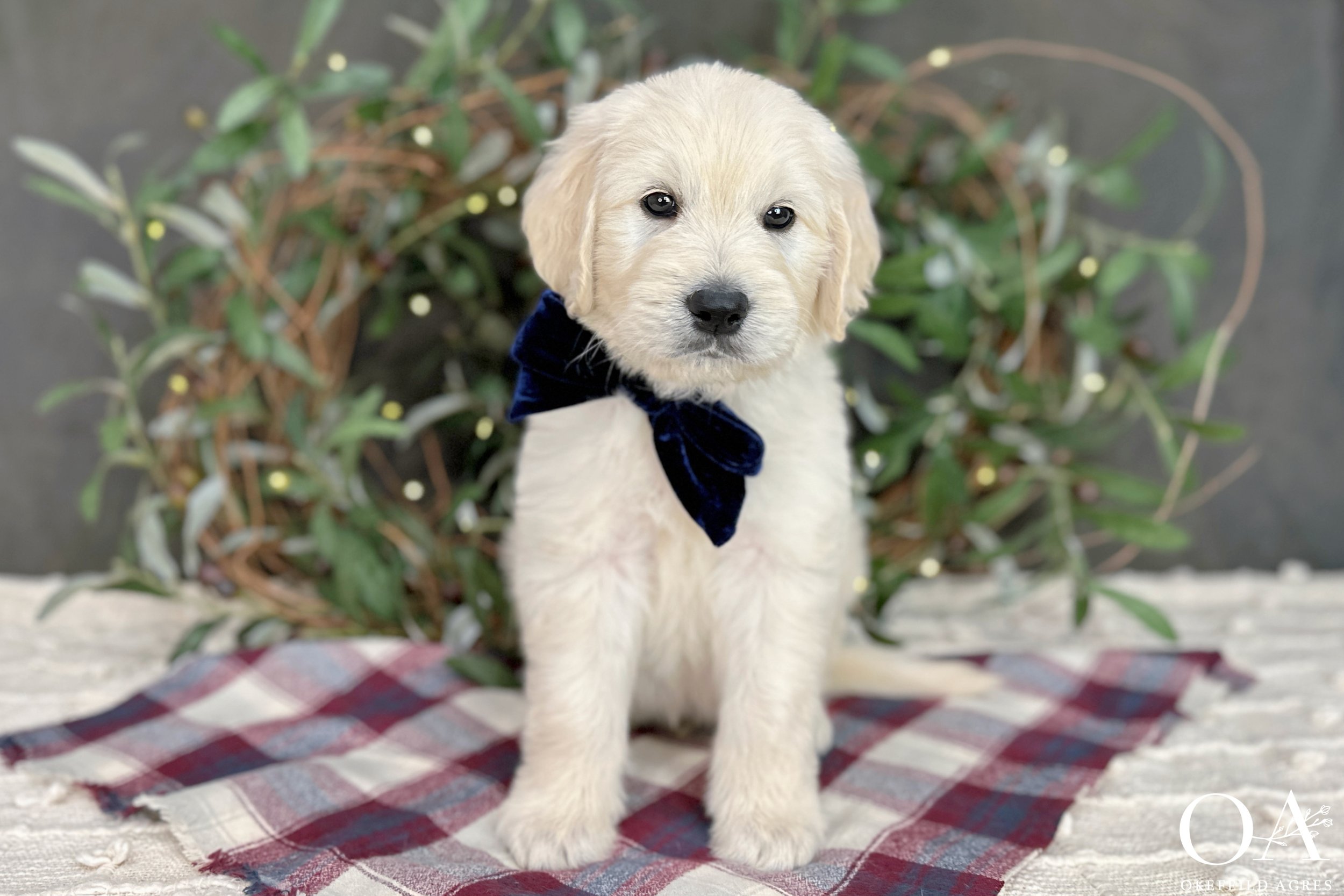 Cream-Kateryna-Lincoln-Okefeild-Acres-F1-Standard-English-Teddybear-Goldendoodle-11.jpg