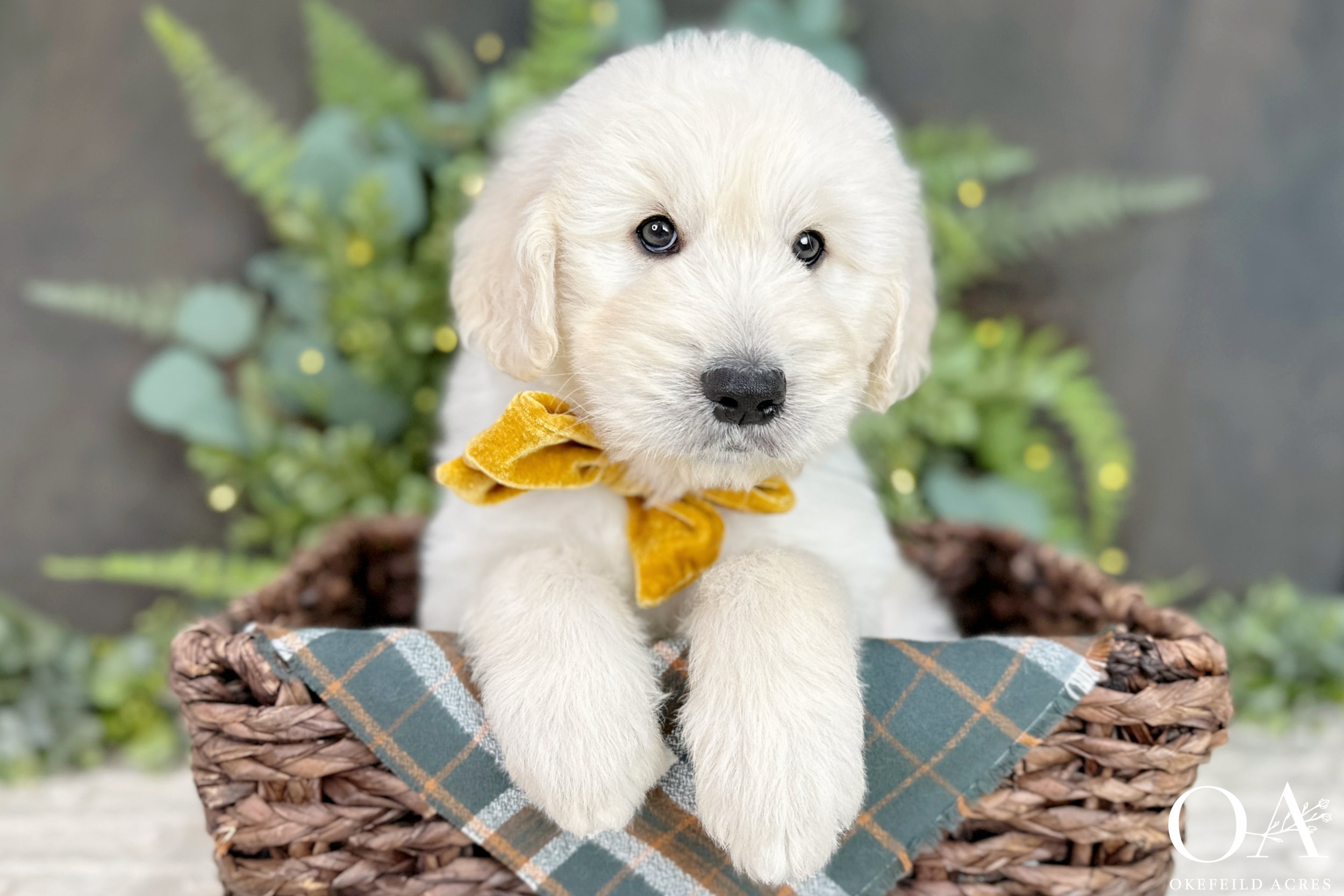 Cream-Sascha--Okefeild-Acres-F1b-Standard-English-Teddybear-Goldendoodle-Puppies-4.jpg