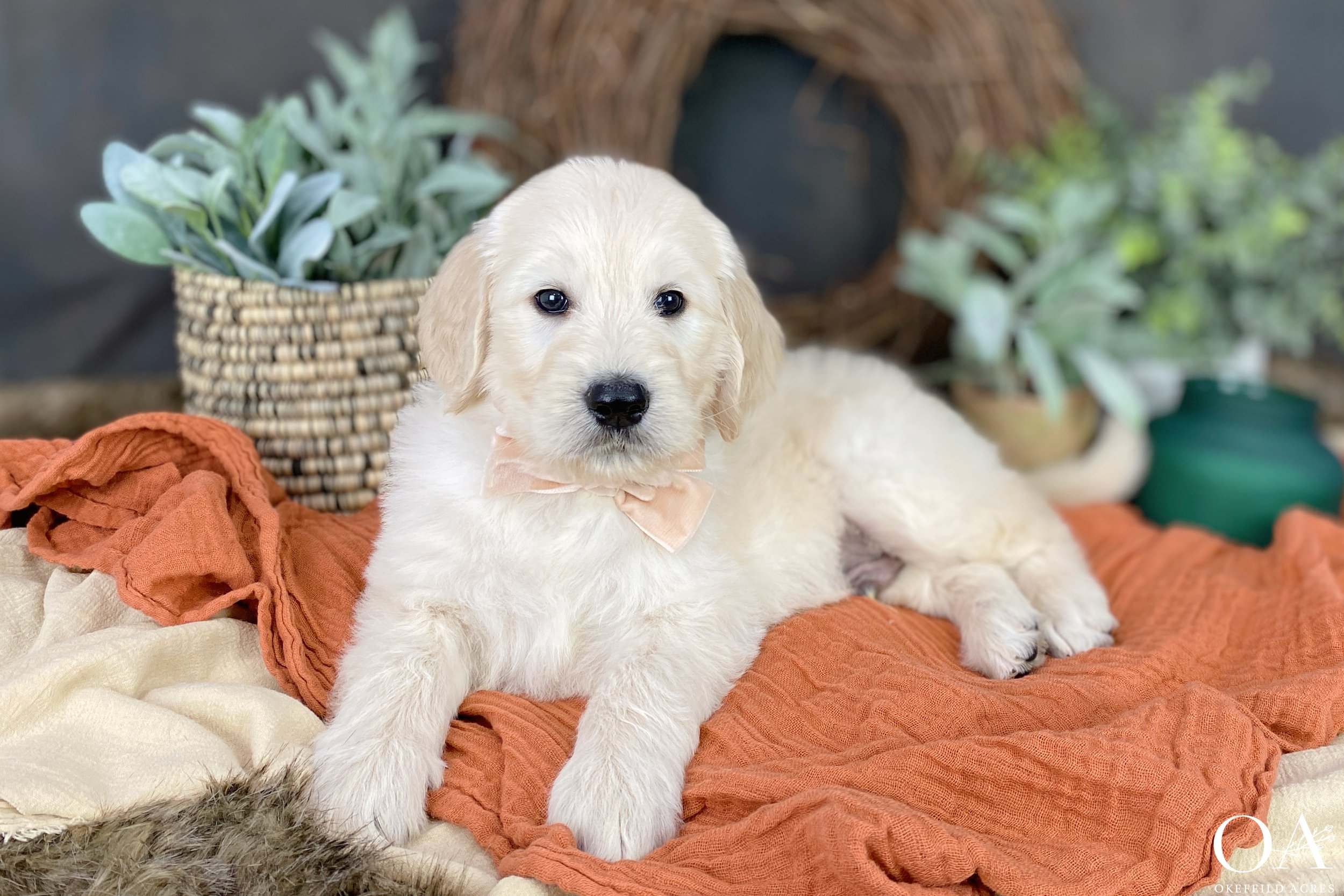 Cream-Tatiana-Lincoln-Okefeild-Acres-F1-Standard-English-Teddybear-Goldendoodle-Puppies-8.JPG