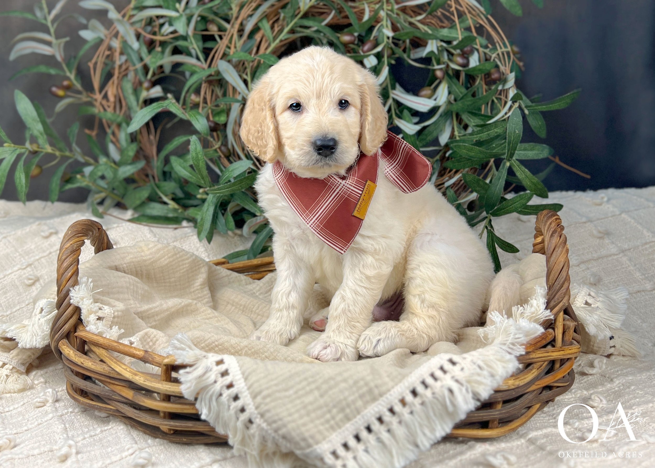 Kacy-Kat-Fendi-Okefeild-Acres-F1-Standard-English-Teddybear-Goldendoodle-Puppies-6Wks.jpg