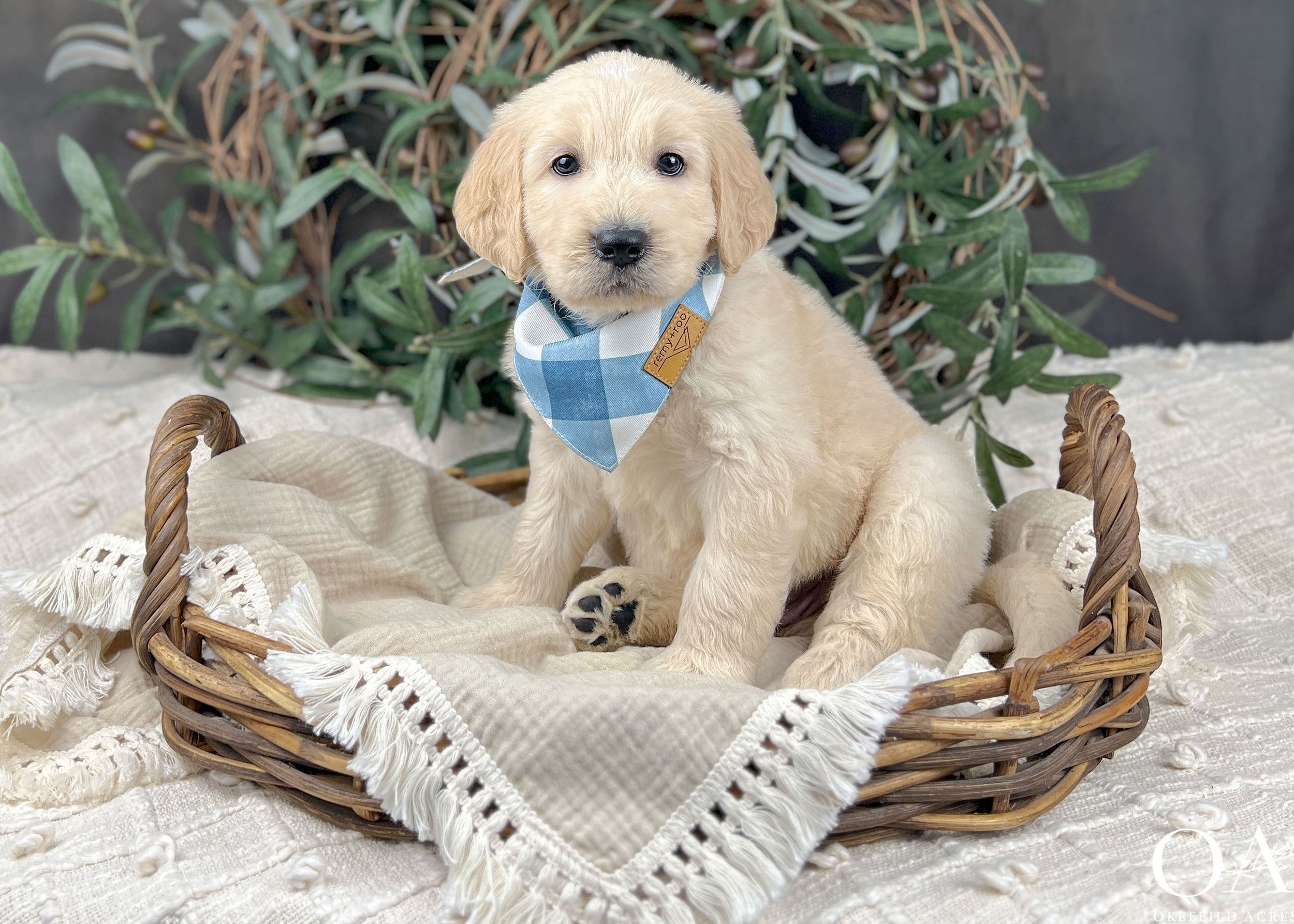 Kramer-Kat-Fendi-Okefeild-Acres-F1-Standard-English-Teddybear-Goldendoodle-Puppies-6Wks-34.jpg