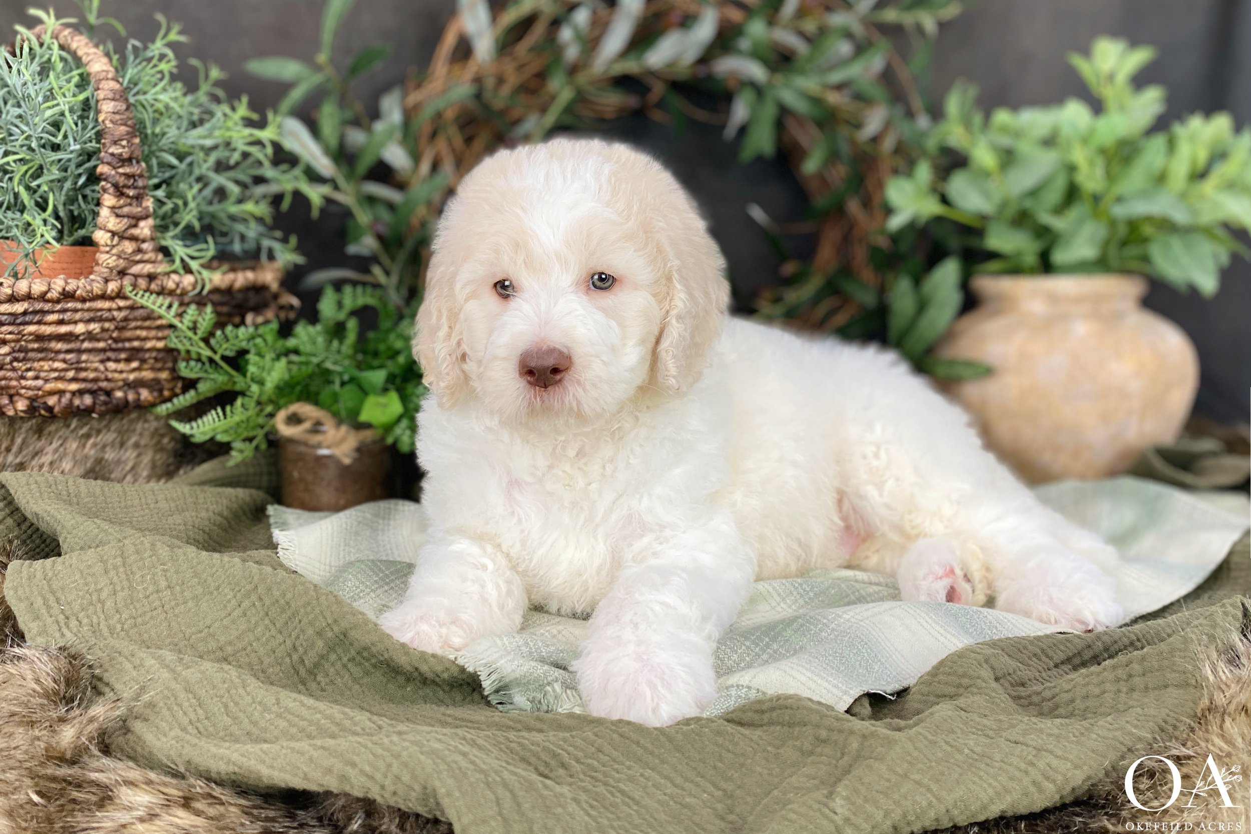 Apricot-White-Parti-Abbey-Tucker-Okefeild-Acres-F1b-Standard-English-Teddybear-Goldendoodle-Puppies-4.JPG