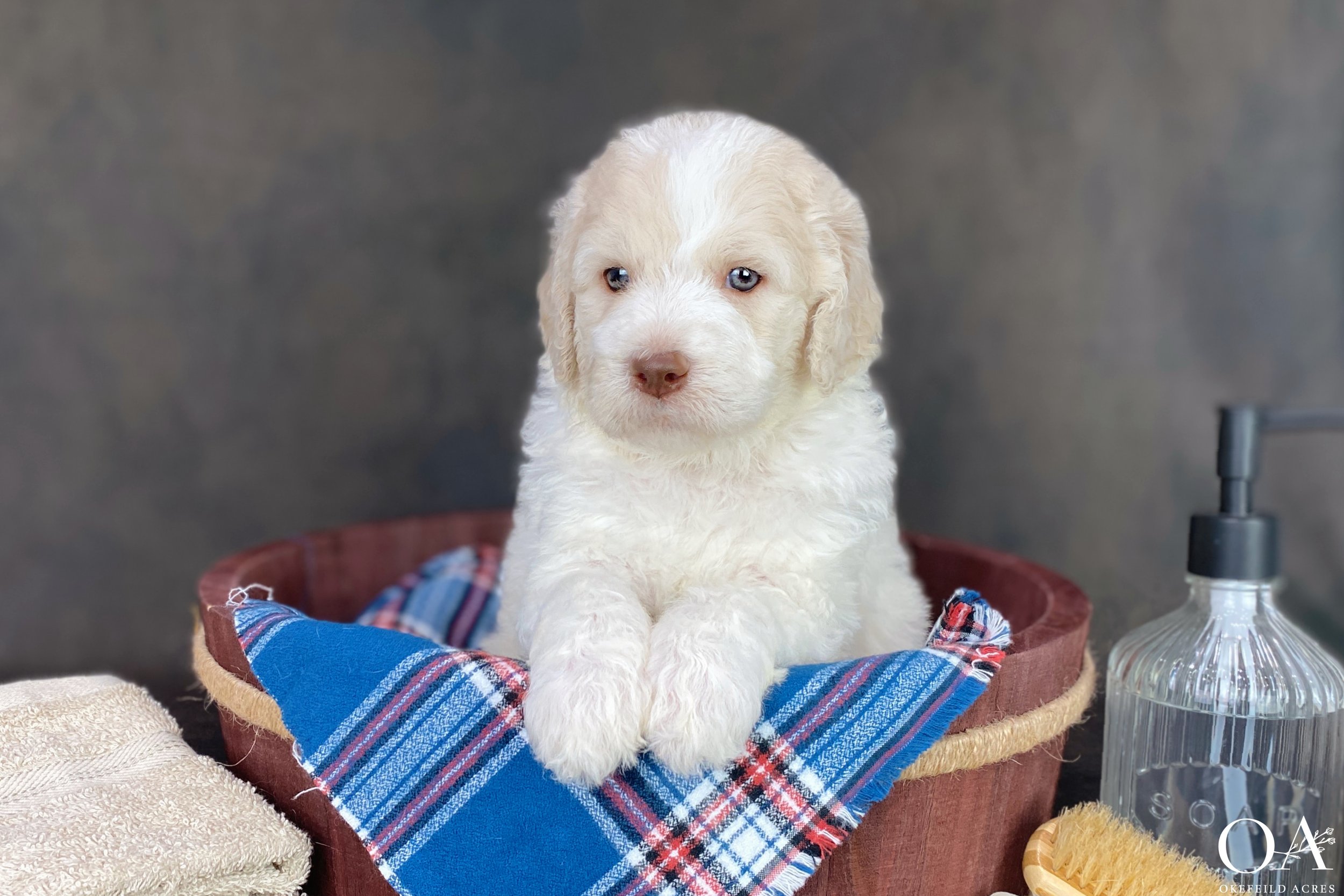 Apricot-White-Parti-Abbey-Tucker-Okefeild-Acres-F1b-Standard-English-Teddybear-Goldendoodle-Puppies-2.JPG