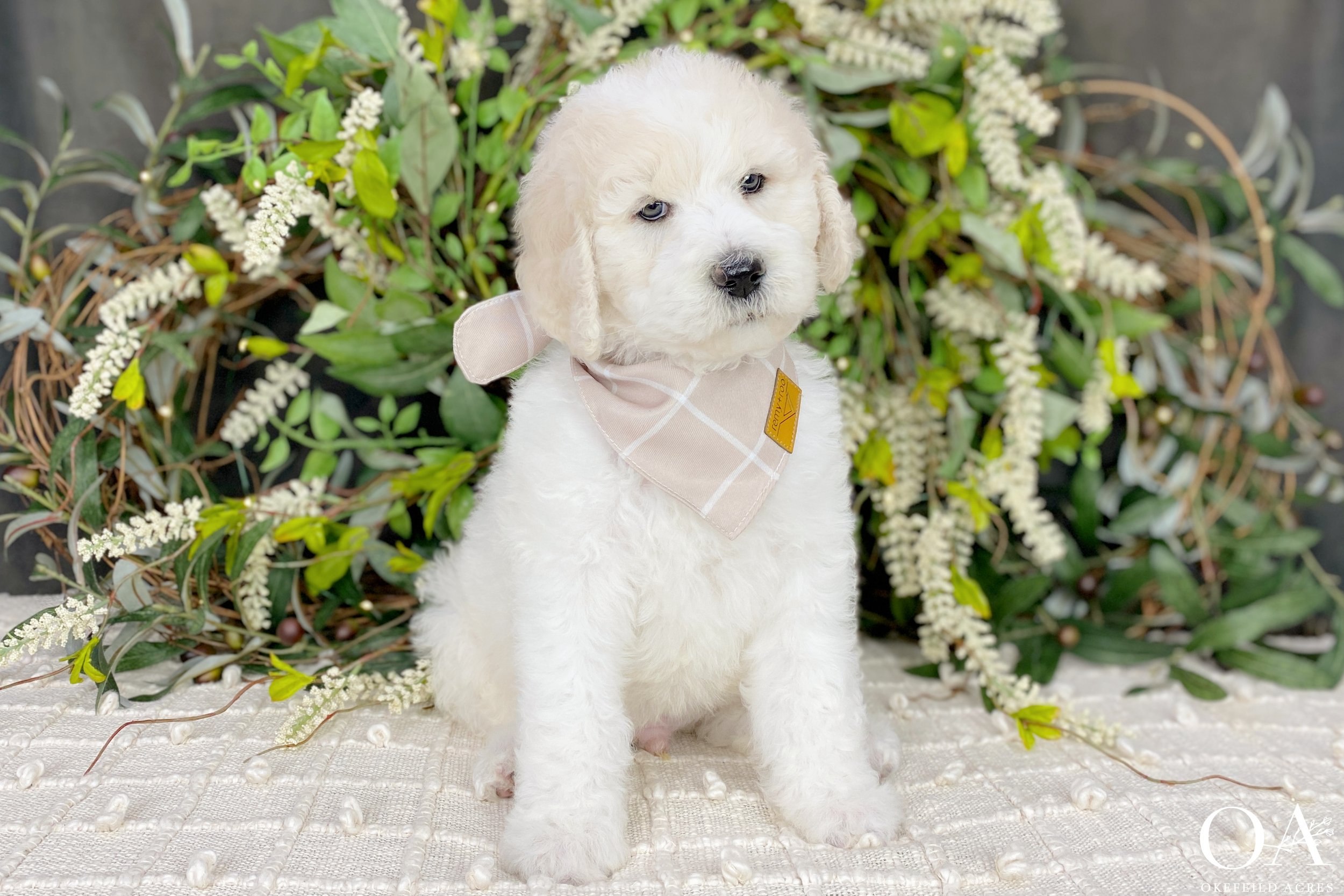 Apricot-White-Parti-Abbey-Tucker-Okefeild-Acres-F1b-Standard-English-Teddybear-Goldendoodle-Puppies-23.jpg