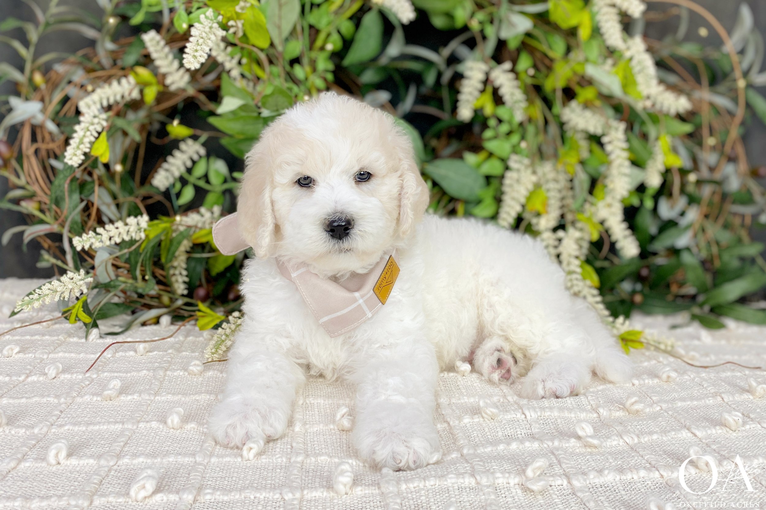 Apricot-White-Parti-Abbey-Tucker-Okefeild-Acres-F1b-Standard-English-Teddybear-Goldendoodle-Puppies-16.jpg