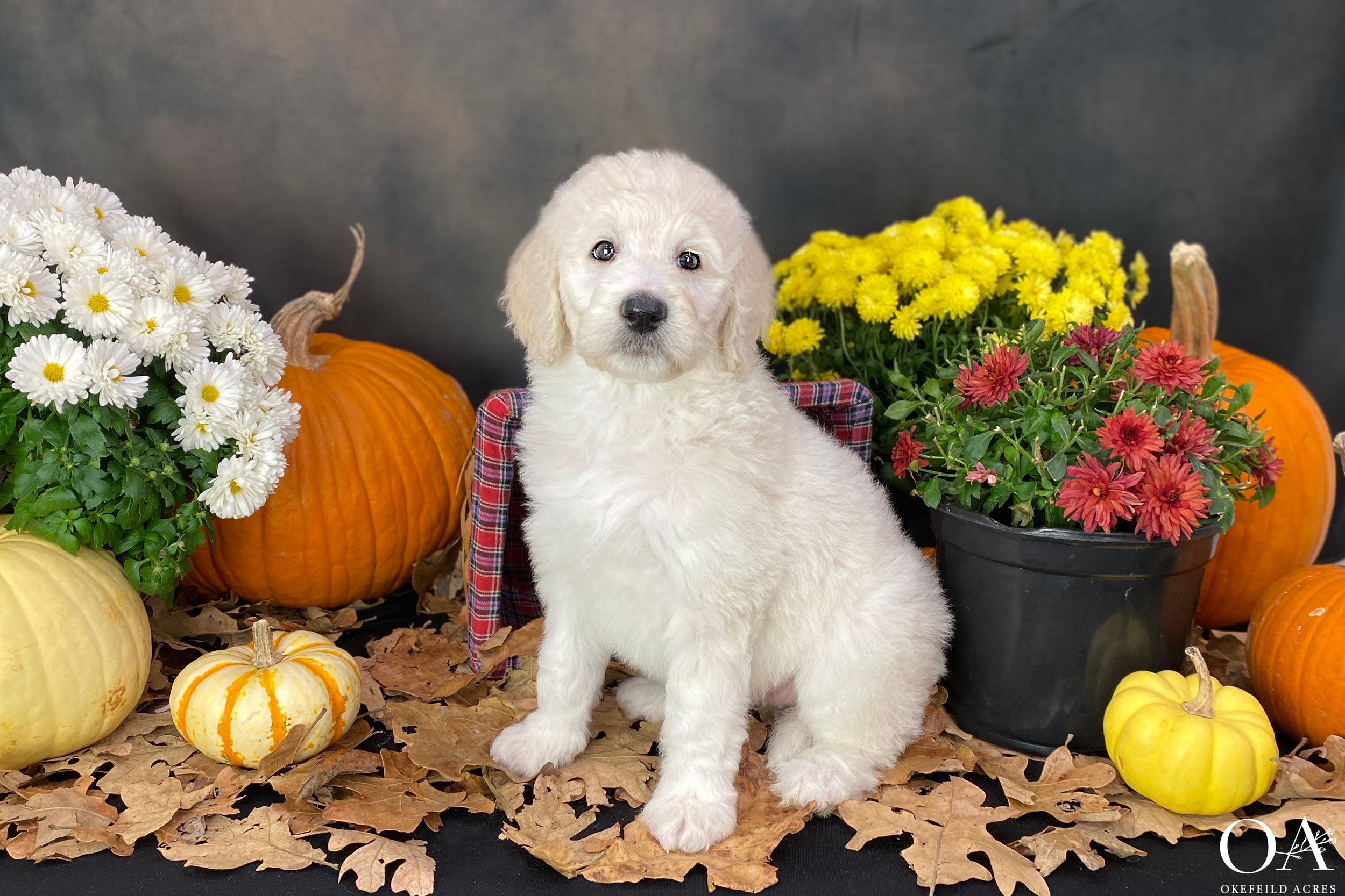 Bailey-Okefeild-Acres-Teddybear-Standard-Goldendoodle-Puppies-2.JPG