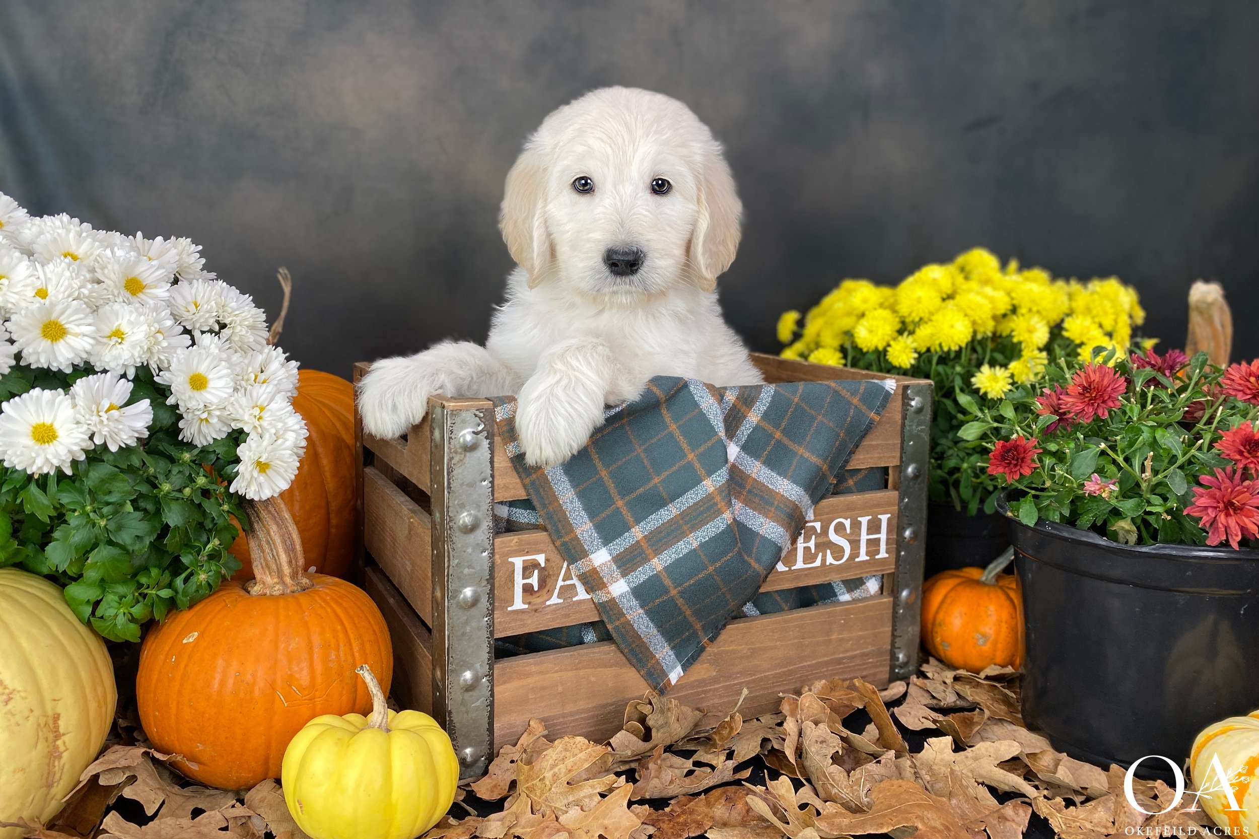 Beau-Okefeild-Acres-Teddybear-Standard-Goldendoodle-Puppies-1.JPG