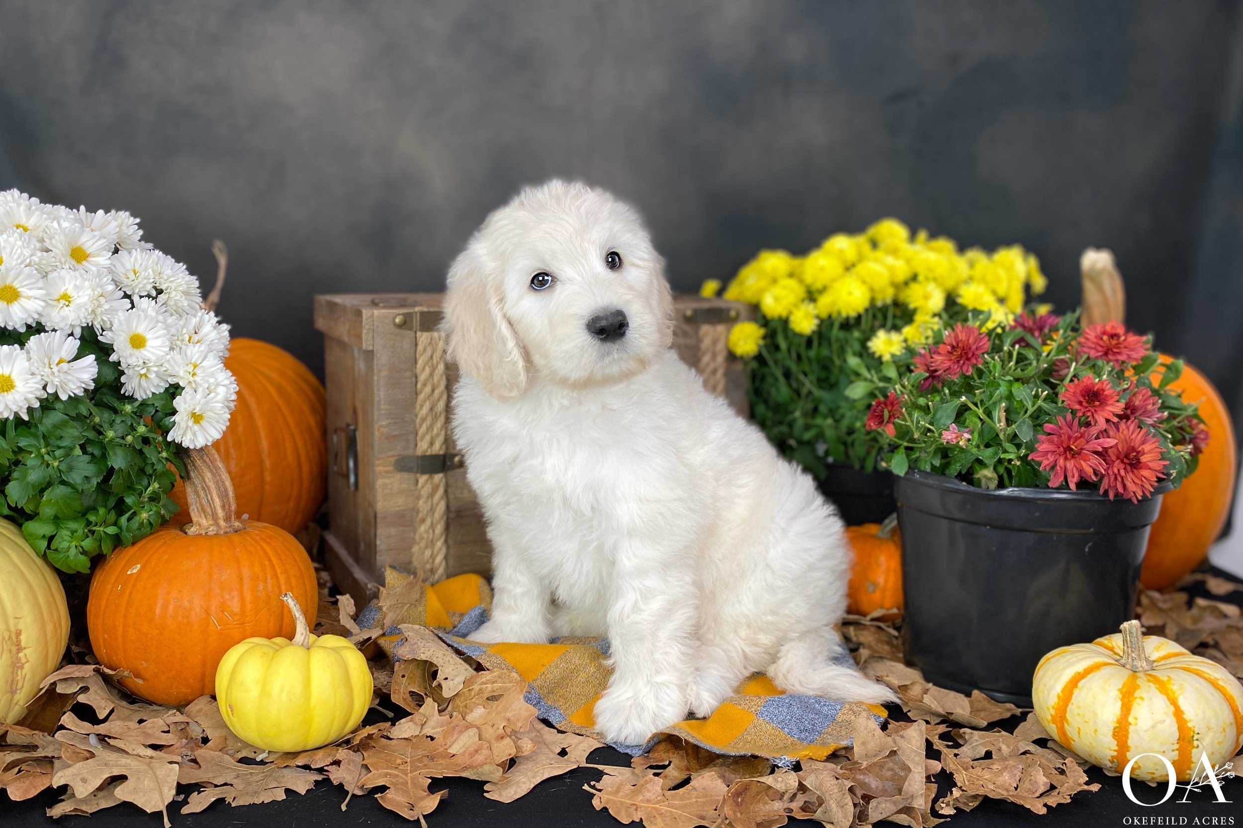 Bentley-Okefeild-Acres-Teddybear-Standard-Goldendoodle-Puppies-4.JPG