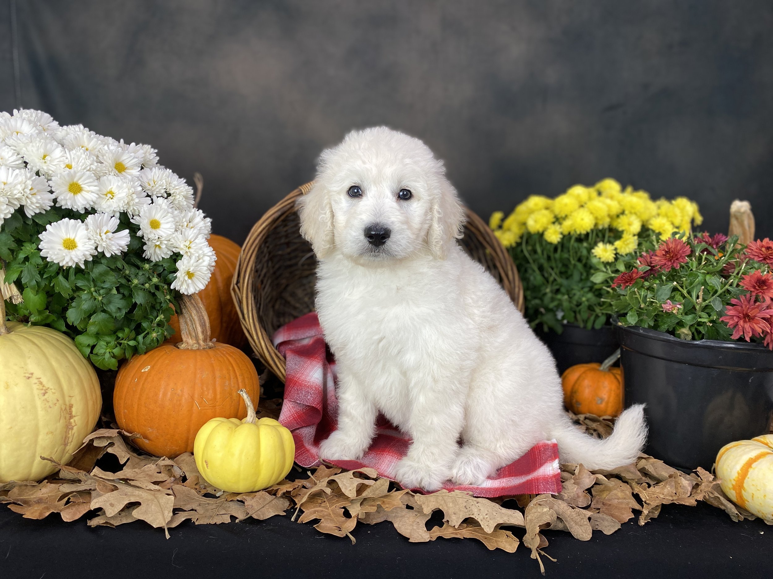 Bitsie-Okefeild-Acres-Teddybear-Standard-Goldendoodle-Puppies-4.JPG