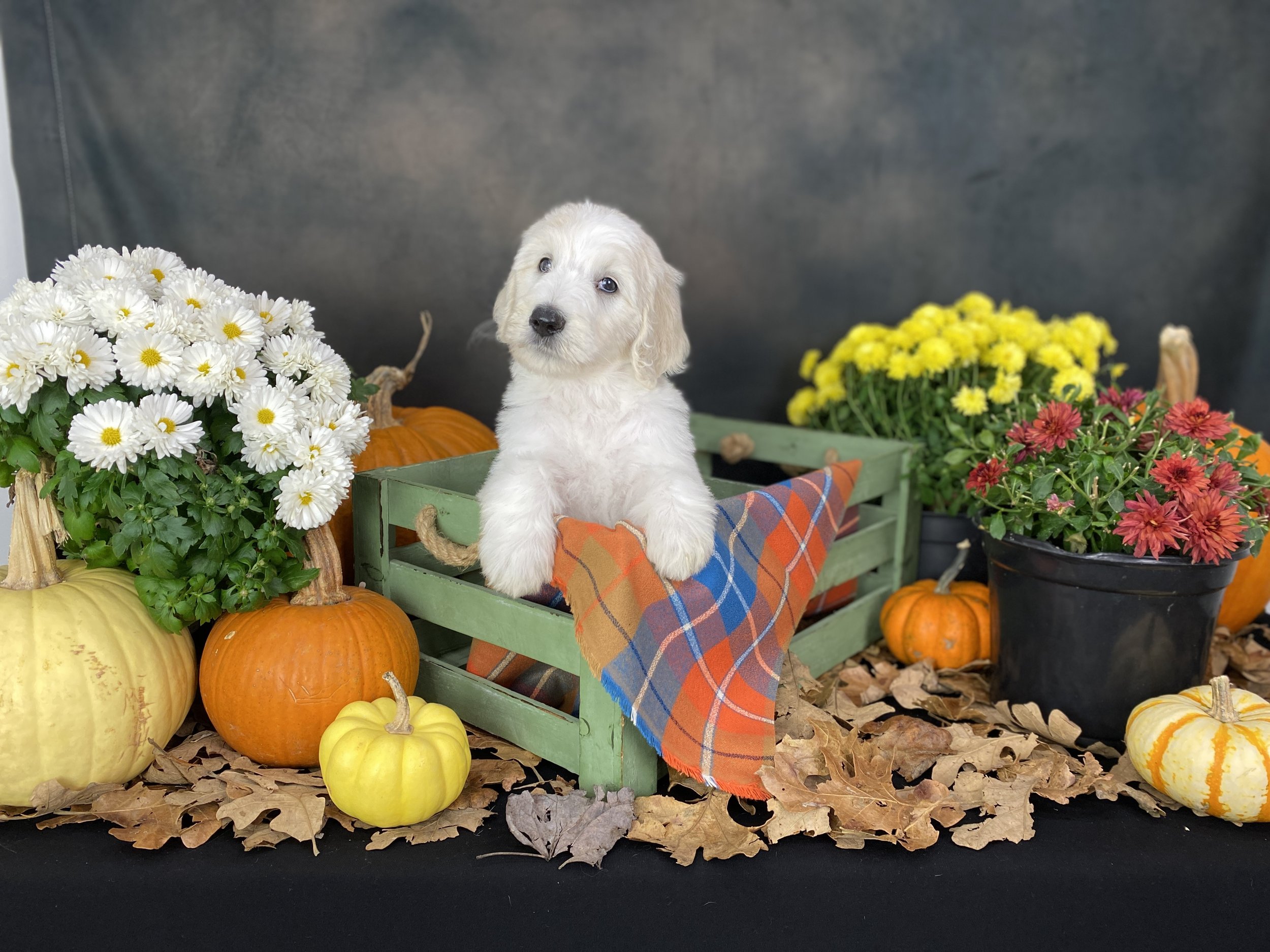 Braydon-Okefeild-Acres-Teddybear-Standard-Goldendoodle-Puppies-2.JPG