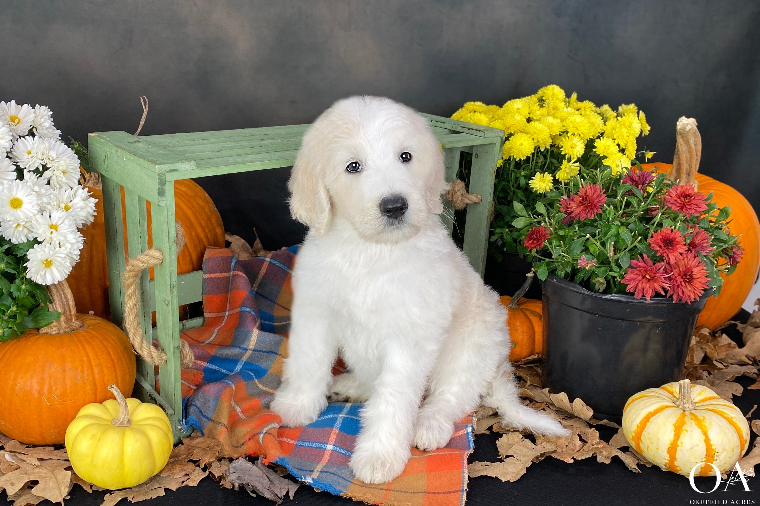 Braydon-Okefeild-Acres-Teddybear-Standard-Goldendoodle-Puppies-3.JPG