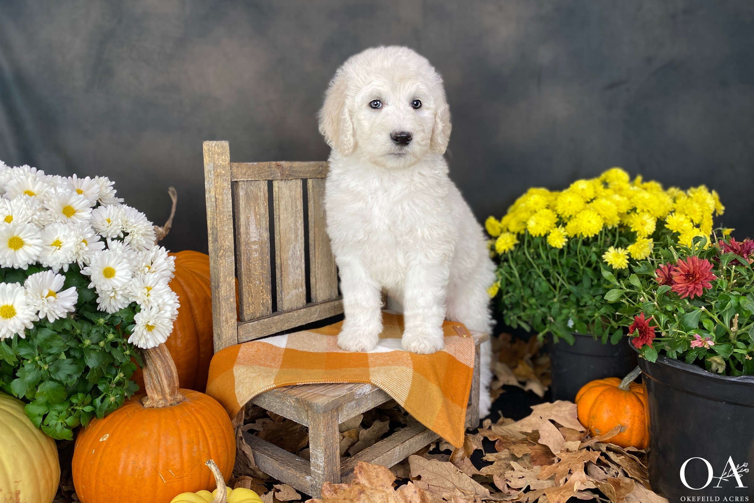 Briar-Okefeild-Acres-Teddybear-Standard-Goldendoodle-Puppies-1.JPG