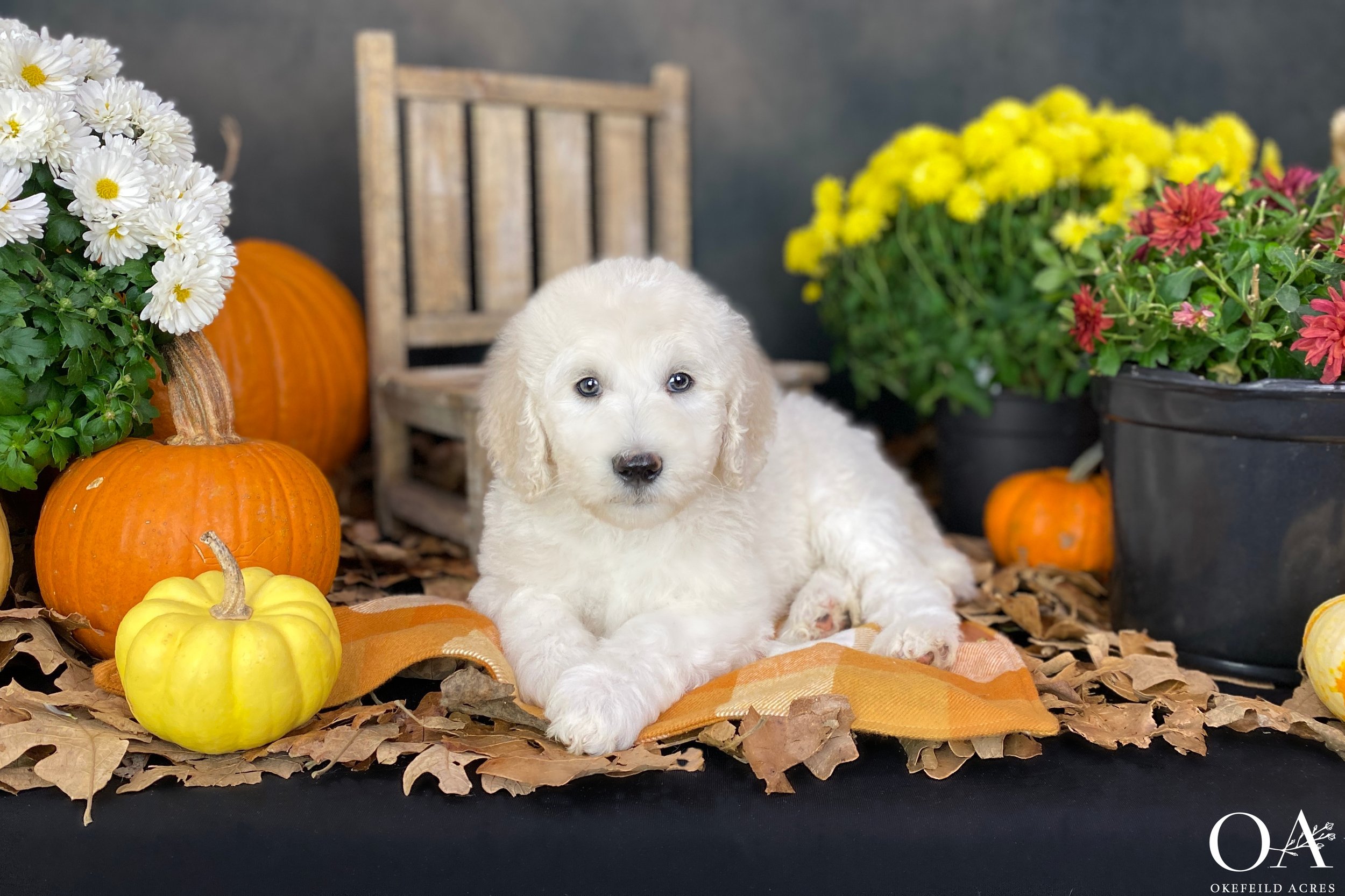 Briar-Okefeild-Acres-Teddybear-Standard-Goldendoodle-Puppies-2.JPG