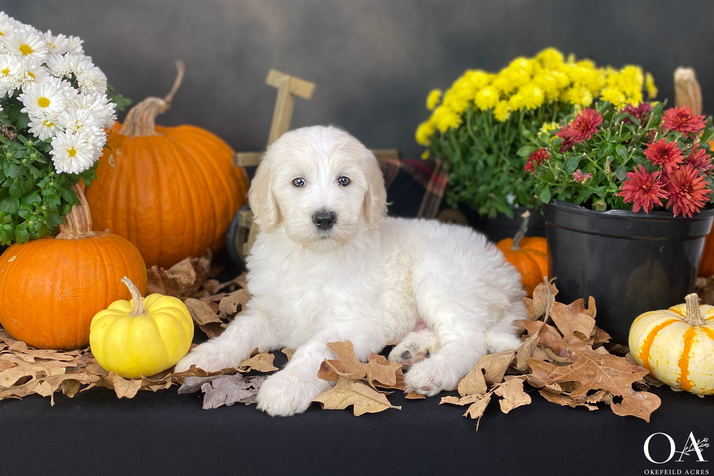 Brody-Okefeild-Acres-Teddybear-Standard-Goldendoodle-Puppies-3.JPG