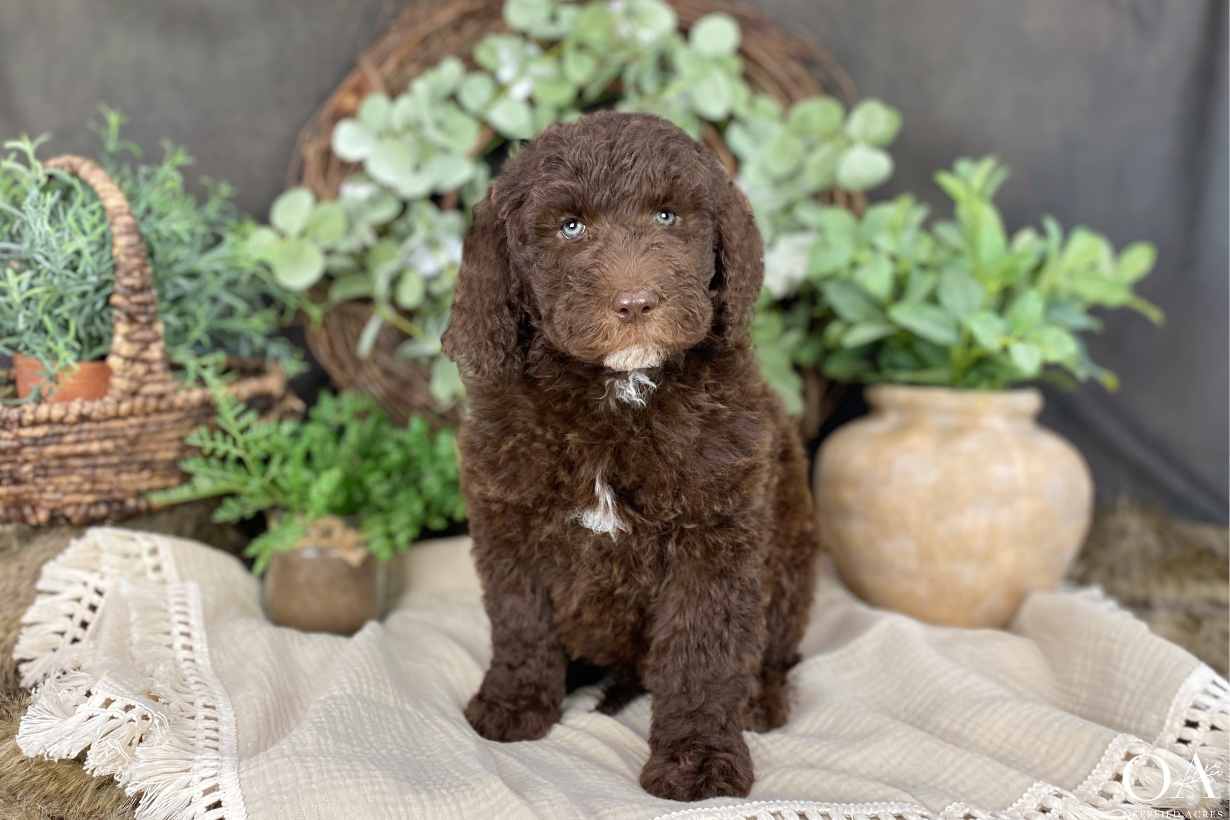 Brown-Abbey-Tucker-Okefeild-Acres-F1b-Standard-English-Teddybear-Goldendoodle-Puppies-9.JPG