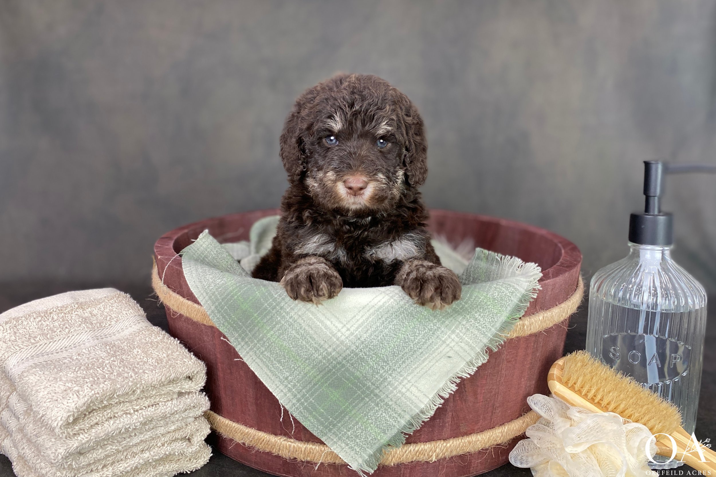 Brown-Phantom-Abbey-Tucker-Okefeild-Acres-F1b-Standard-English-Teddybear-Goldendoodle-Puppies-1.JPG