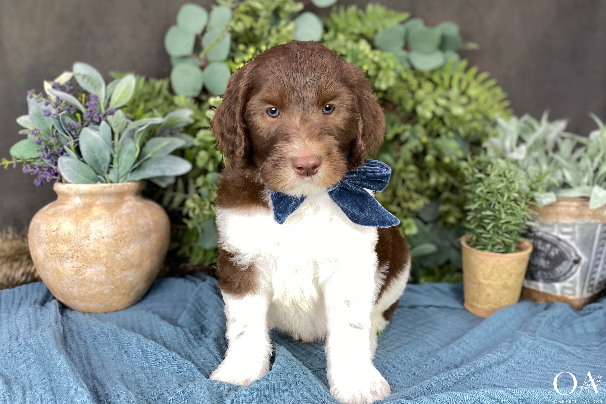 Brown-White-Parti-Holly-Dagwood-F1b-Standard-English-Teddybear-Goldendoodle-Puppies-23.jpg