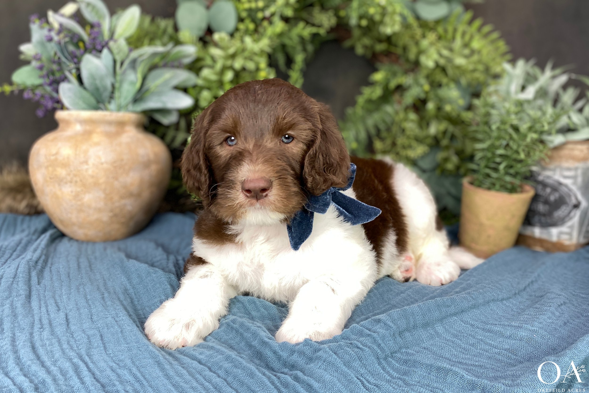 Brown-White-Parti-Holly-Dagwood-F1b-Standard-English-Teddybear-Goldendoodle-Puppies-26.jpg