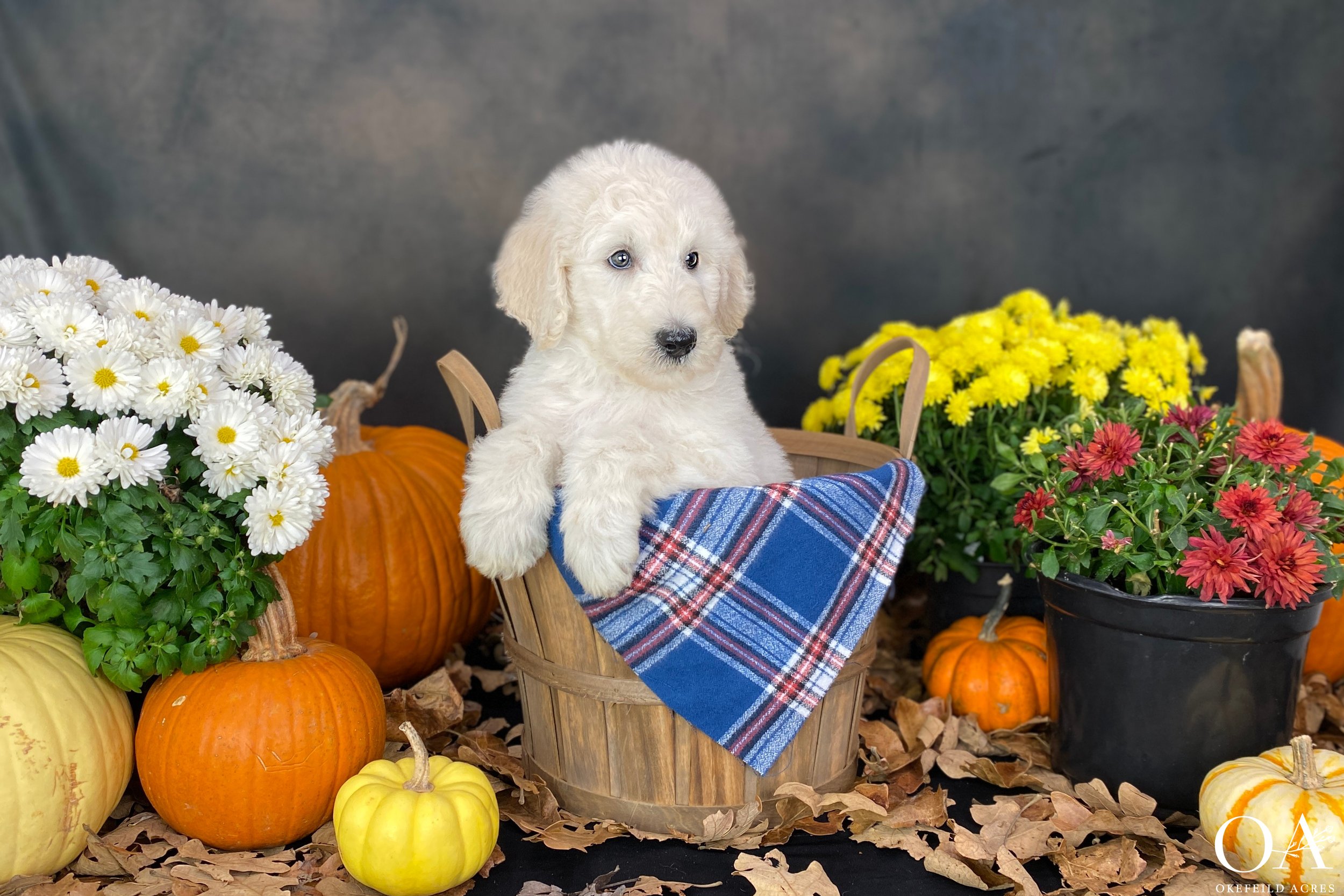 Bruno-Okefeild-Acres-Teddybear-Standard-Goldendoodle-Puppies-1.JPG