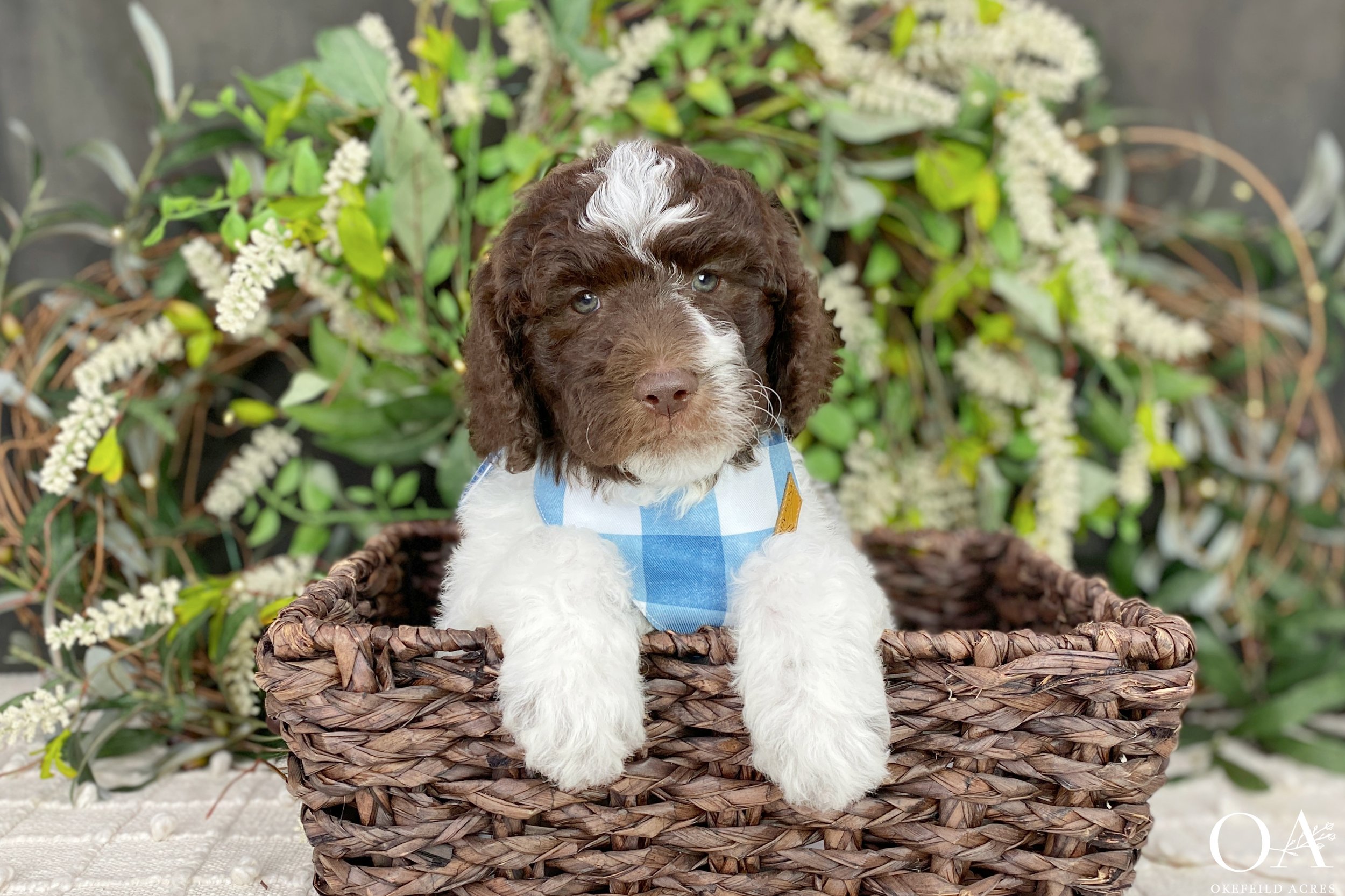 Brown-White-Phantom-Parti-Abbey-Tucker-Okefeild-Acres-F1b-Standard-English-Teddybear-Goldendoodle-Puppies-15.jpg