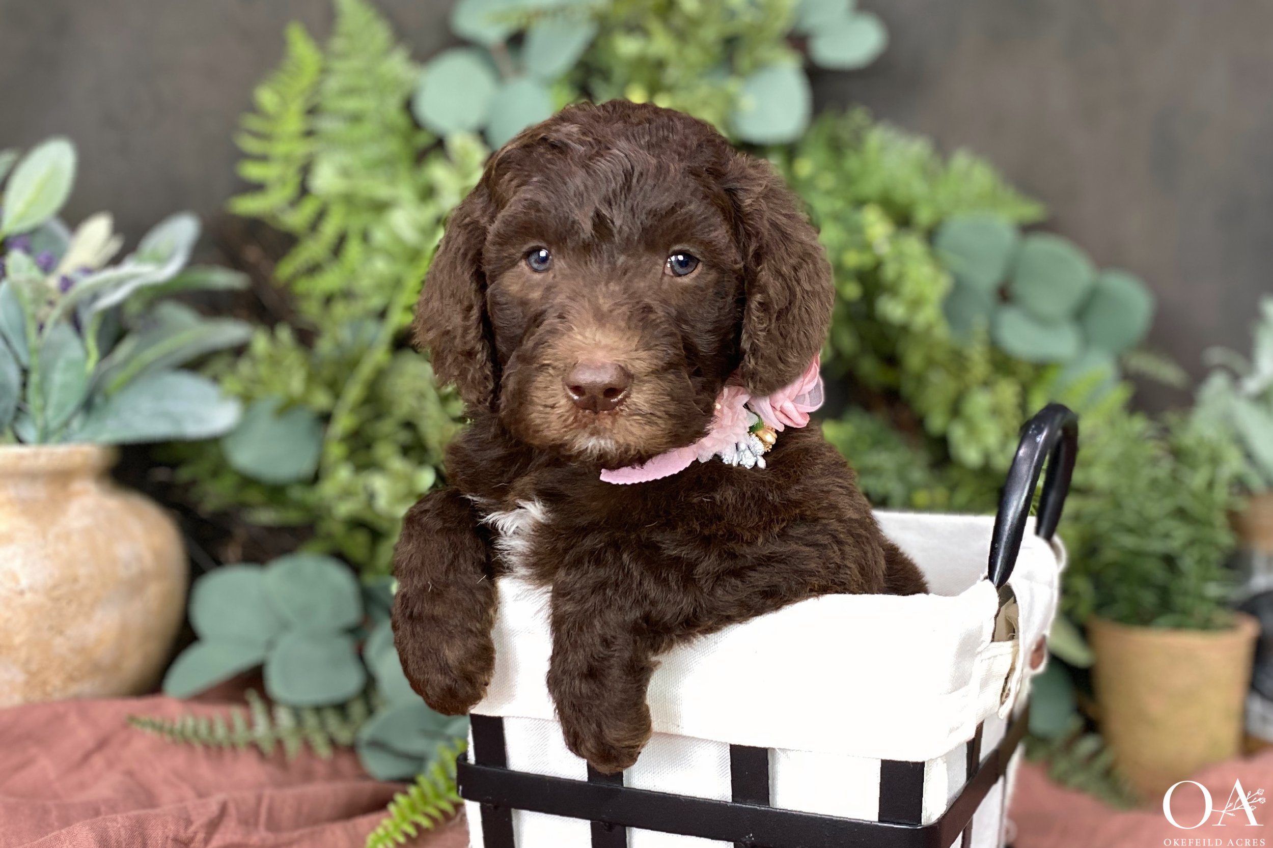 Cafe-au-Lait-Holly-Dagwood-F1b-Standard-English-Teddybear-Goldendoodle-Puppies-21.jpg