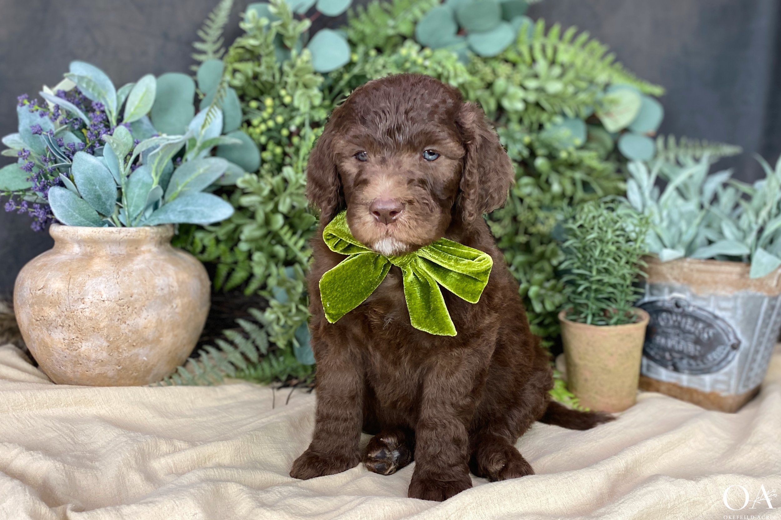 Cafe-au-Lait-Holly-Dagwood-F1b-Standard-English-Teddybear-Goldendoodle-Puppies-26.jpg