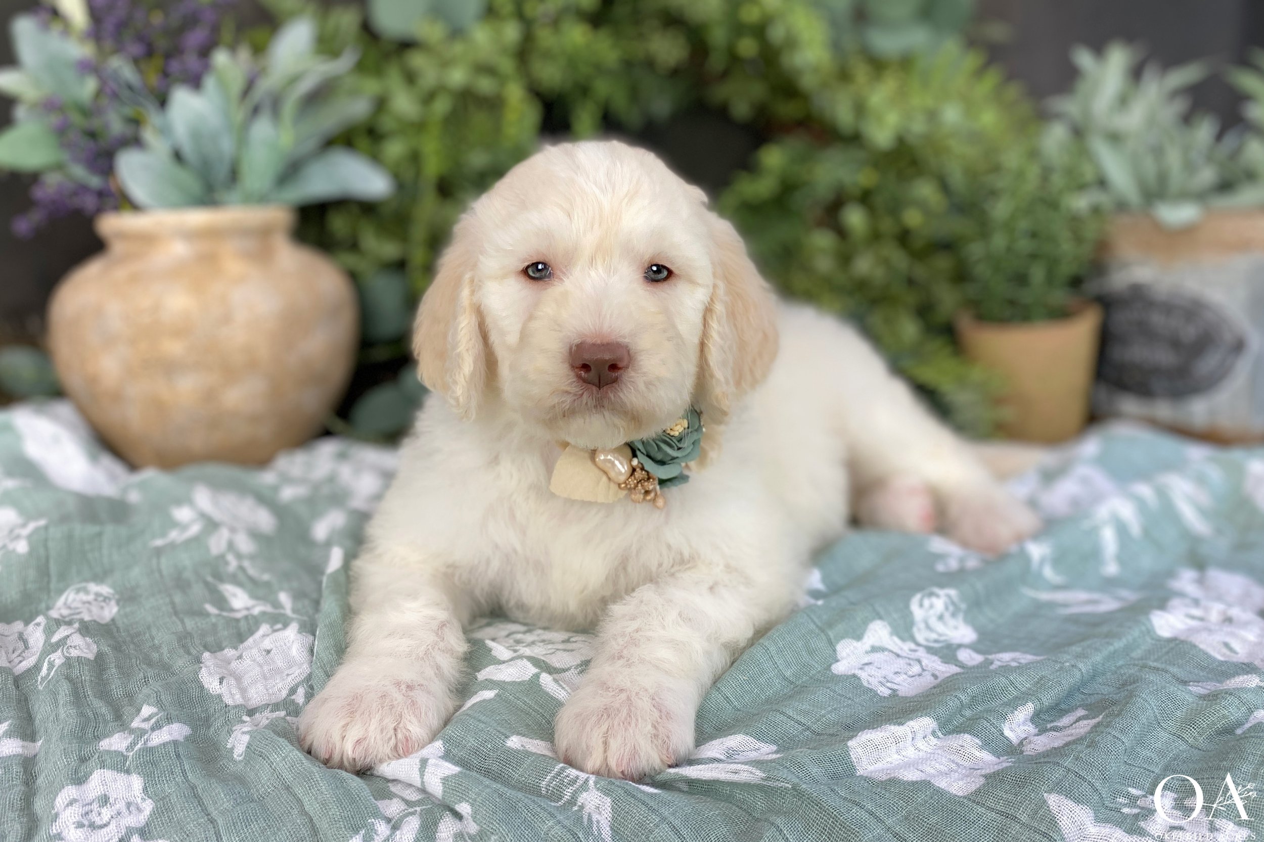 Cream-Holly-Dagwood-F1b-Standard-English-Teddybear-Goldendoodle-Puppies-21.jpg