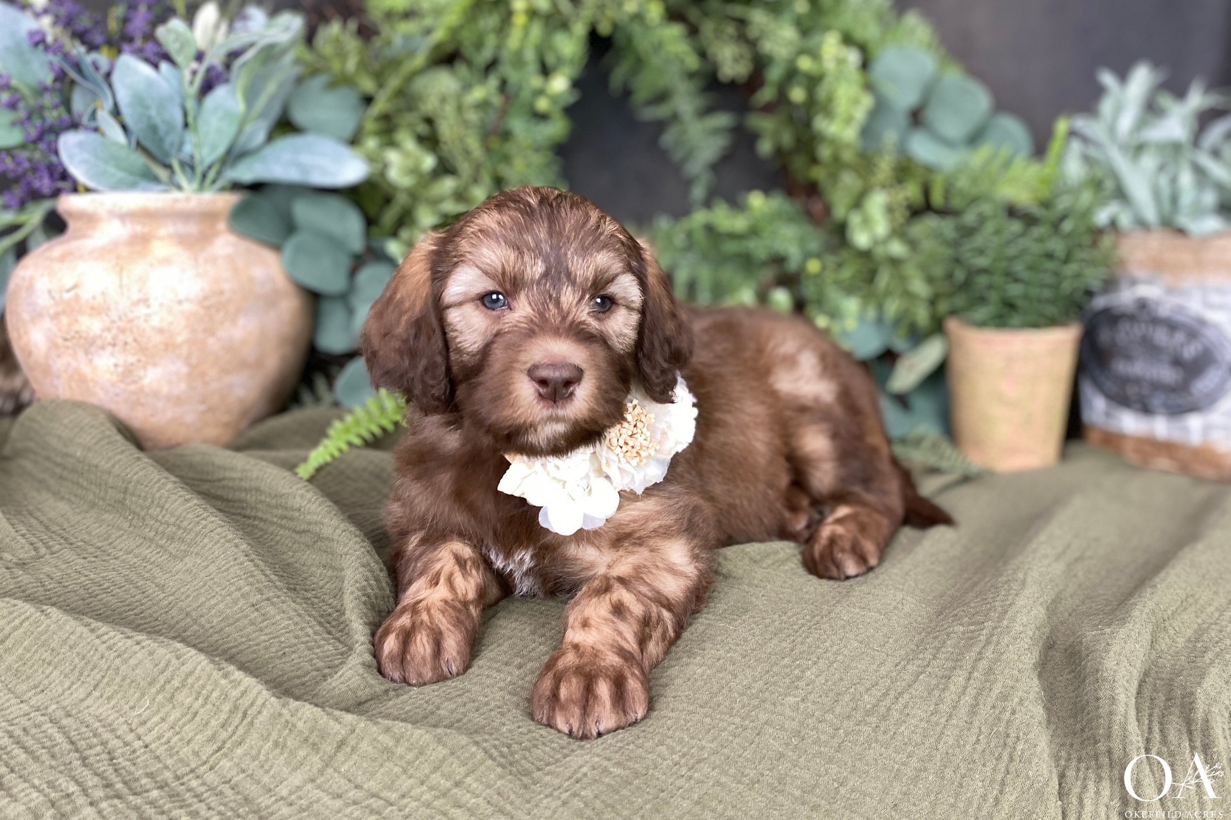 Sable-Holly-Dagwood-F1b-Standard-English-Teddybear-Goldendoodle-Puppies-21.jpg